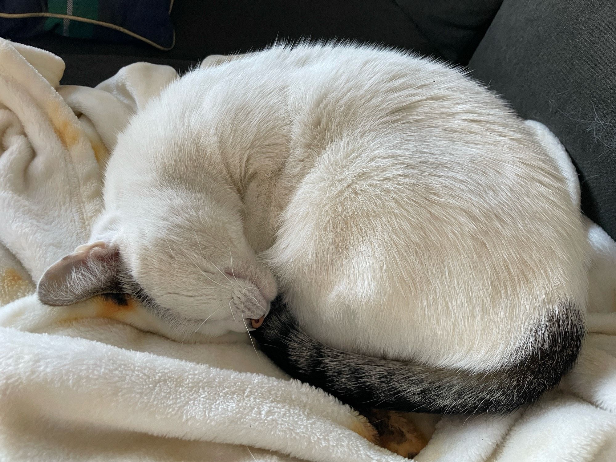 Luna curled up in a ball sleeping on a fuzzy blanket