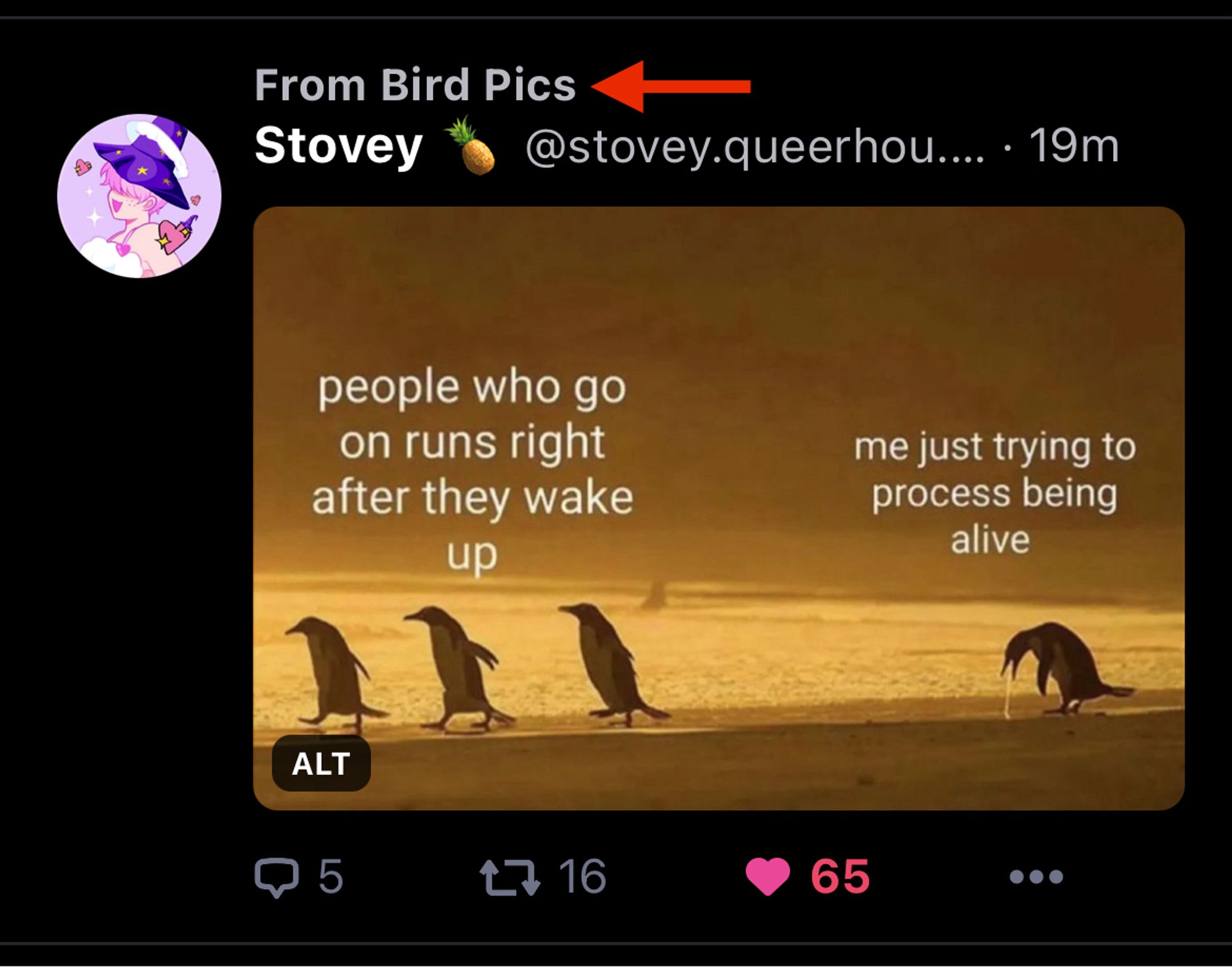 Stovey's post in my feed showing that it's from the Bird Pics feed