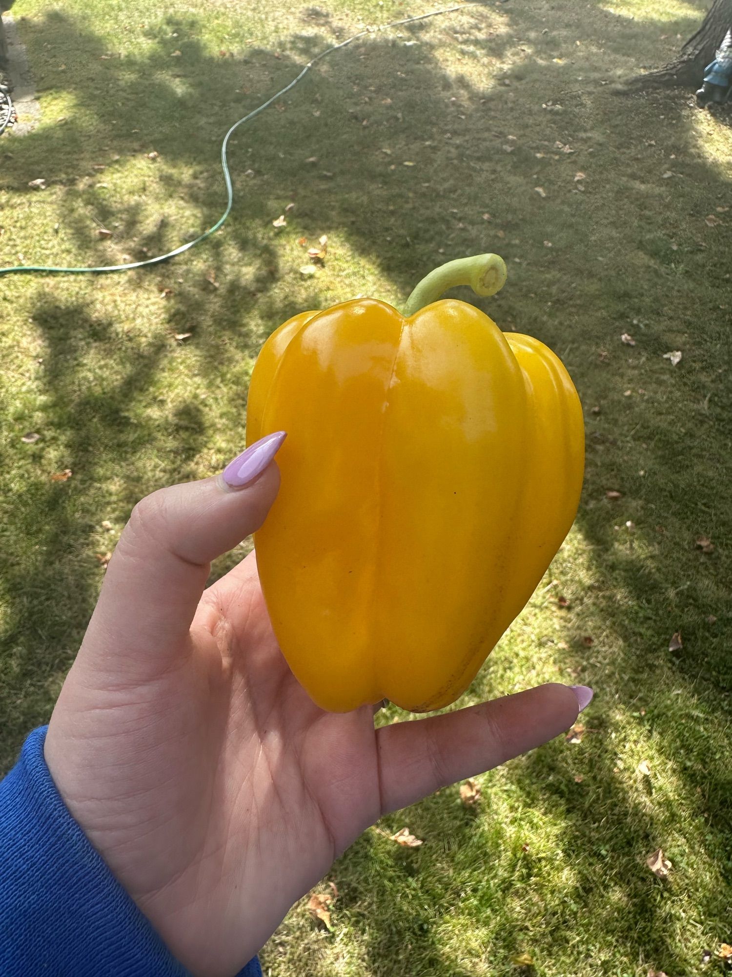 A yellow bell pepper I grew :)