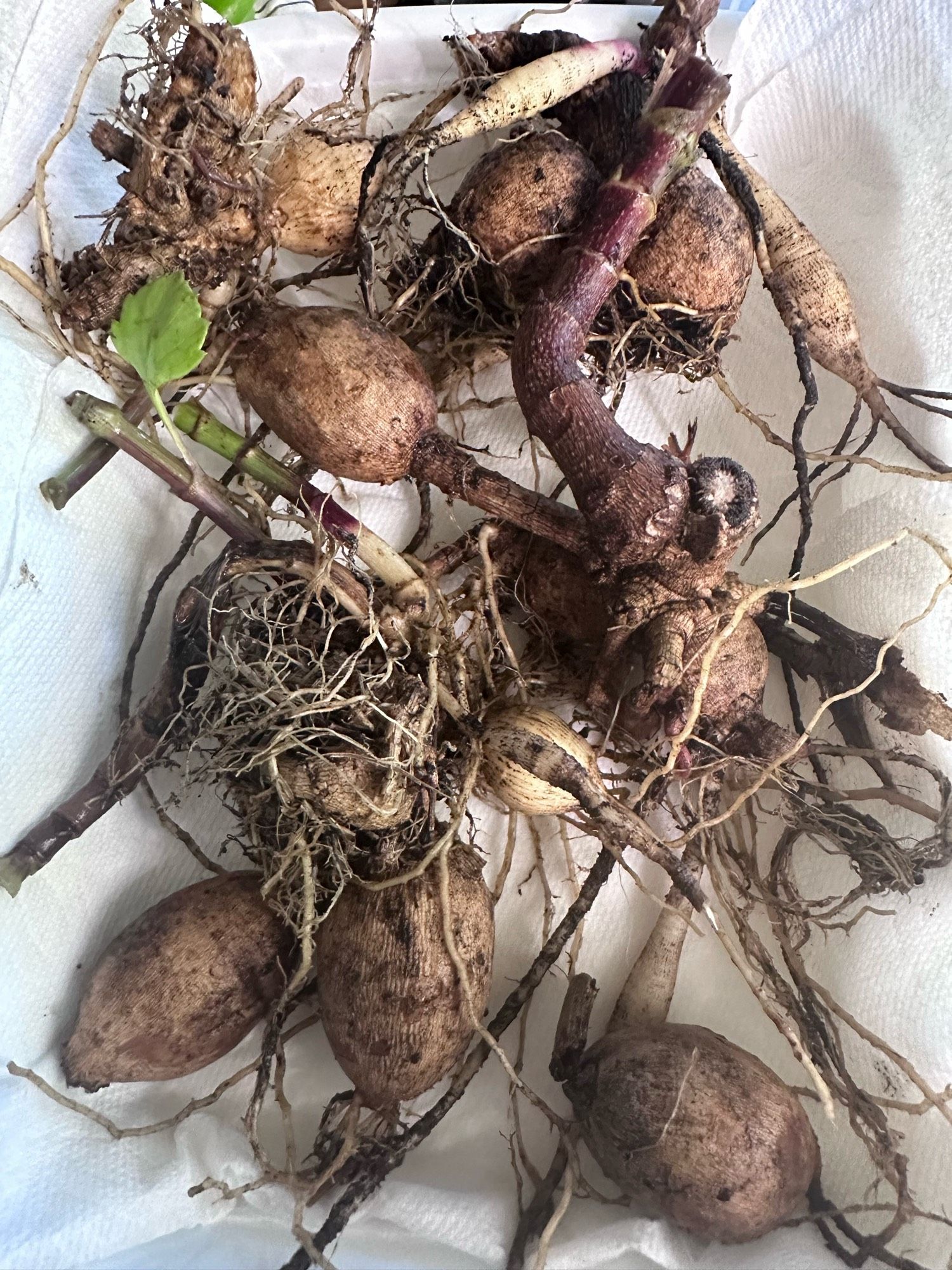 Dahlia tubers drying on paper towels