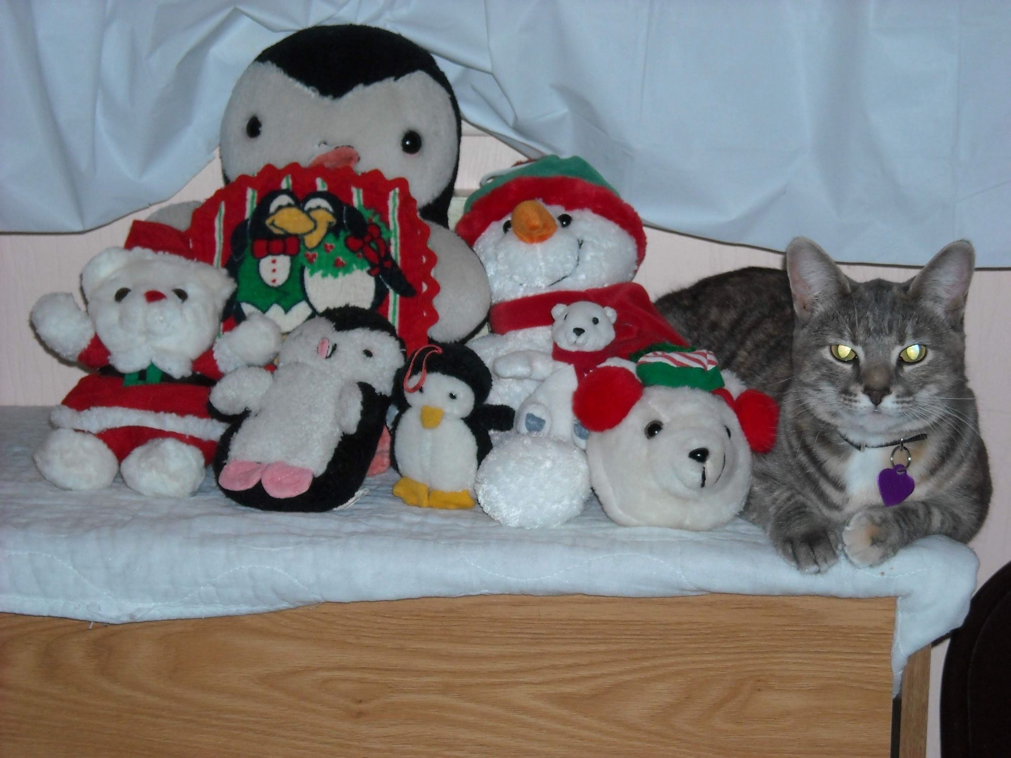 My tabby Lilly when she was young, laying on right side of lineup of plush Christmas toys on a dresser.