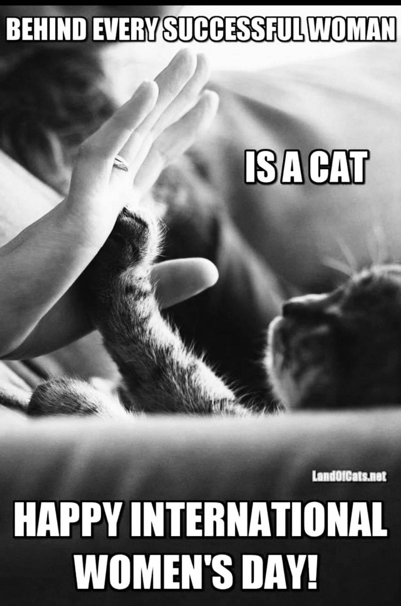 Noir pic of cat high-fiving woman. Caption: Behind every successful woman is a cat. Happy International Women’s Day.