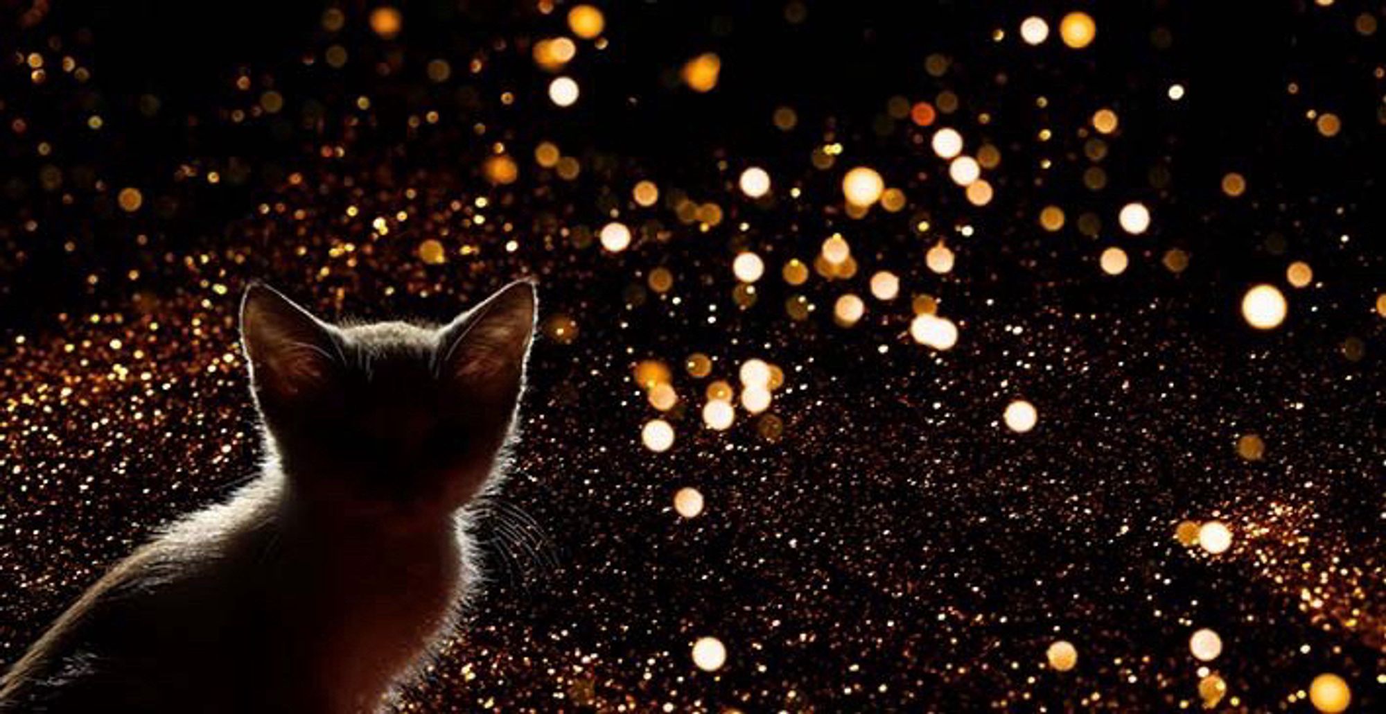 Golden bits of lights in a dark sky, with a silhouette of a kitten looking. Is he looking over there or at you? Perhaps both.