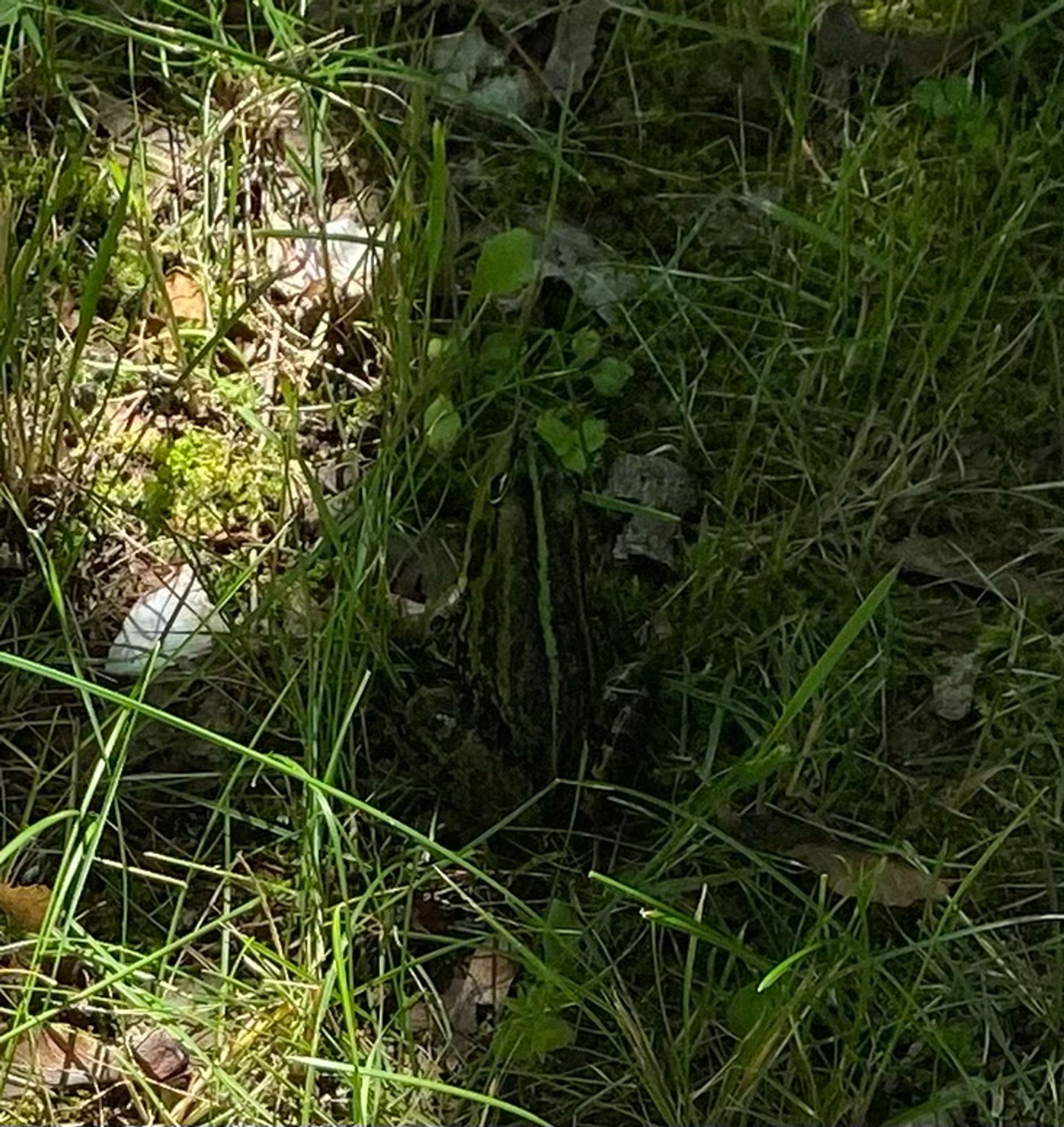 Ein wunderschöner grüner Wasserfrosch auf einen Stück verwildertem Rasen.