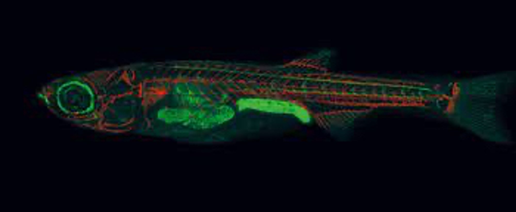 transparent zebrafish