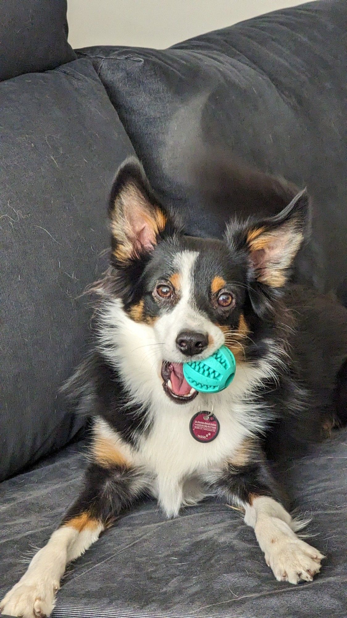 Mini Australien Shepherd Loki mit einem Ball im Maul auf dem Sofa.