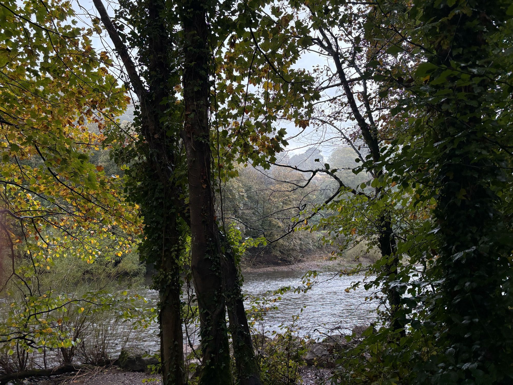 Bank of the river Taff