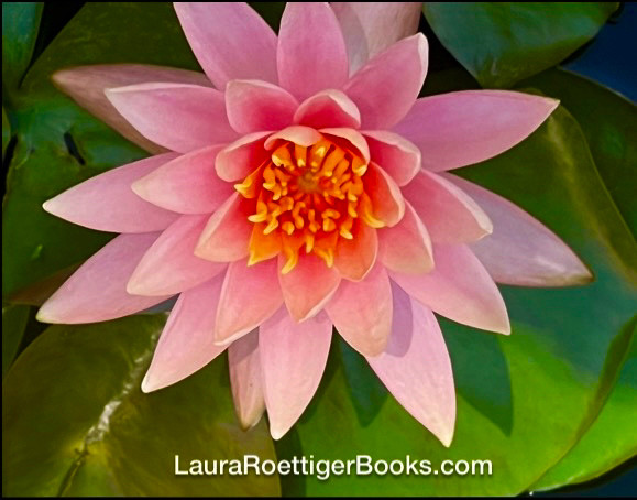 Water lily photo by Laura Roettiger