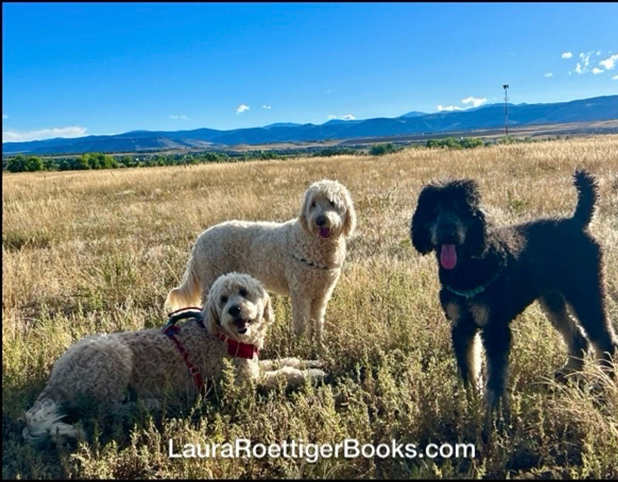 Happy hour on the trail photography by Laura Roettiger two goldendoodles and a poodle