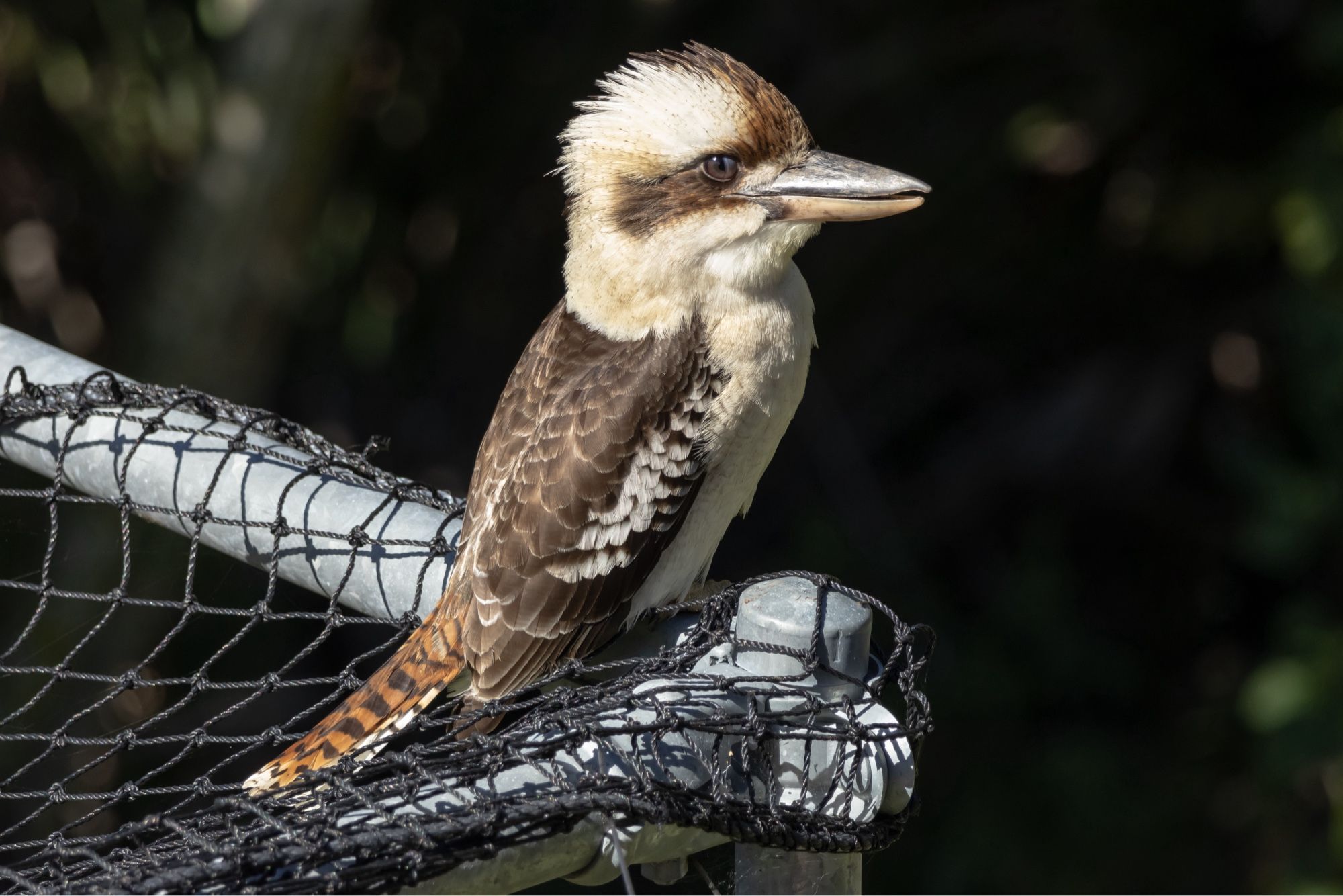 Kookaburra on cricket net