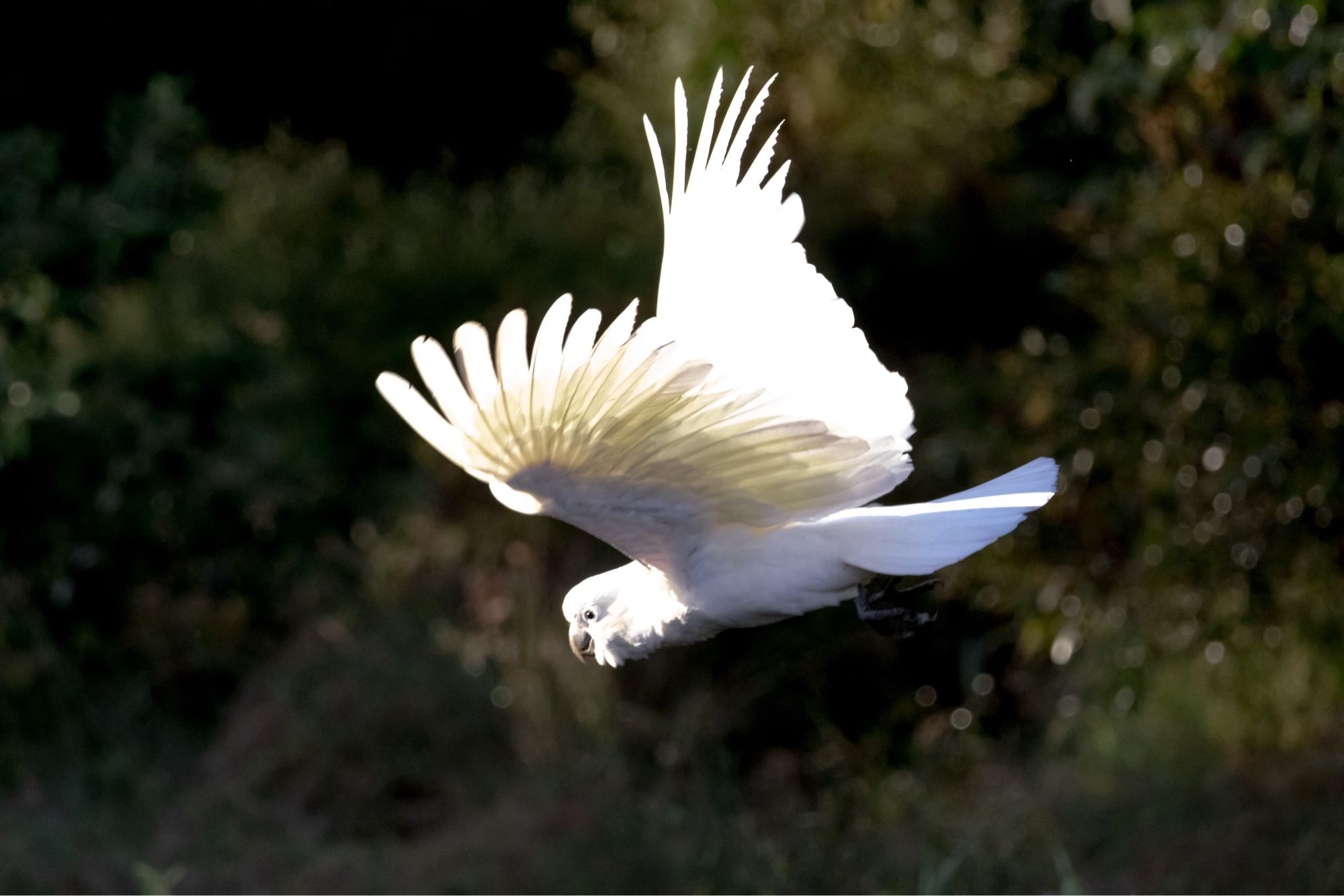 Cockatoo screeching as it flies