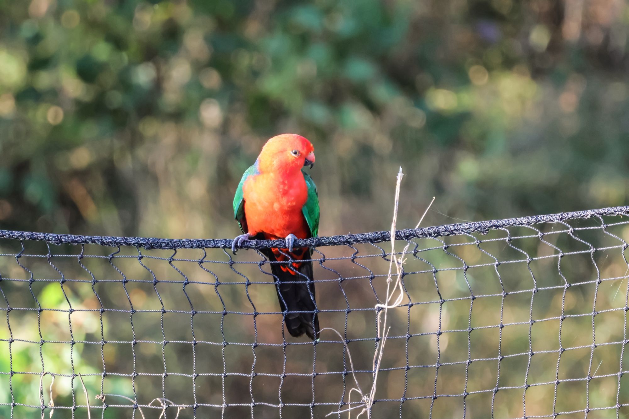 King parrot on cricket net