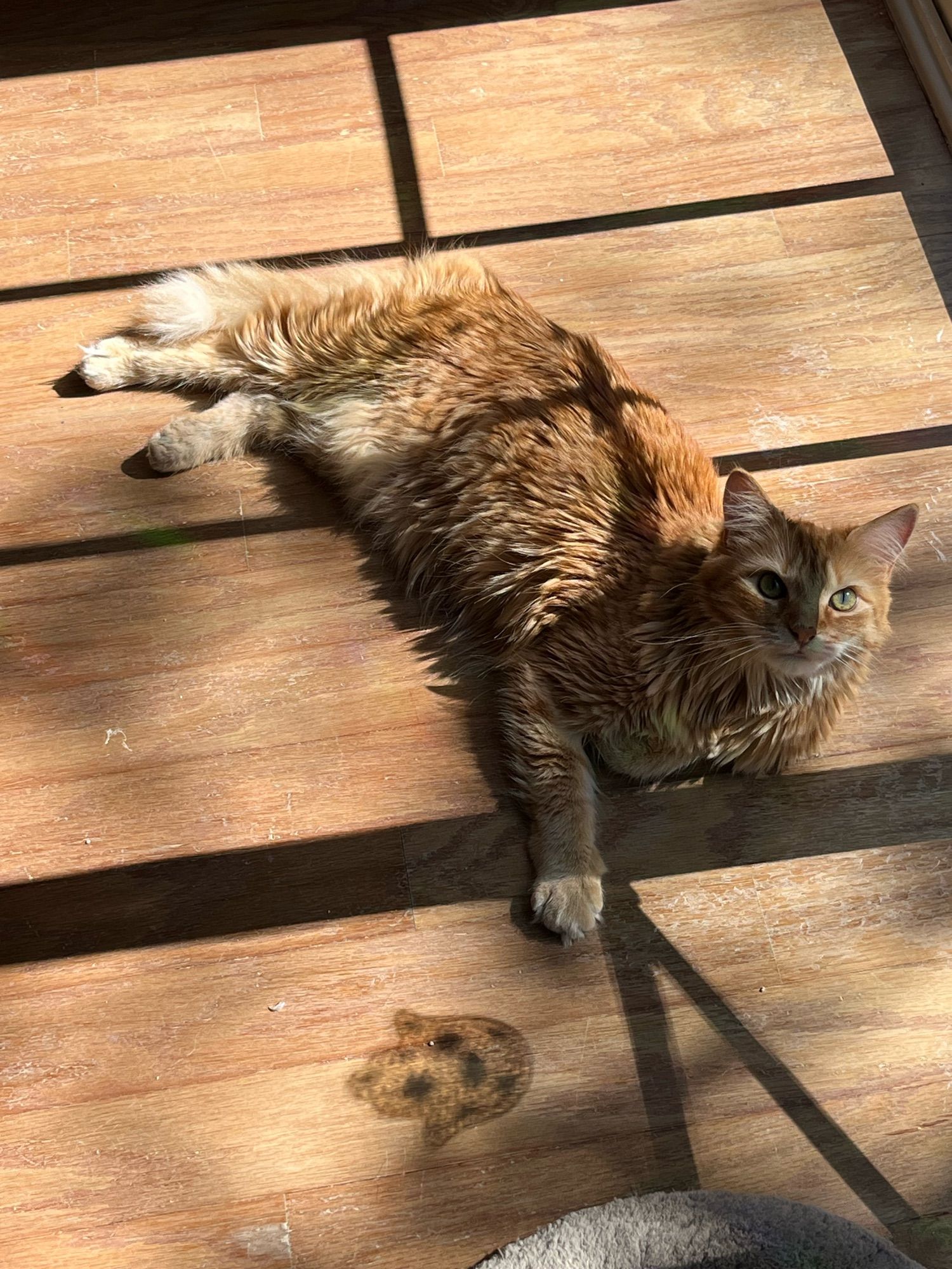 Lexie is laying in the sun on the kitchen floor