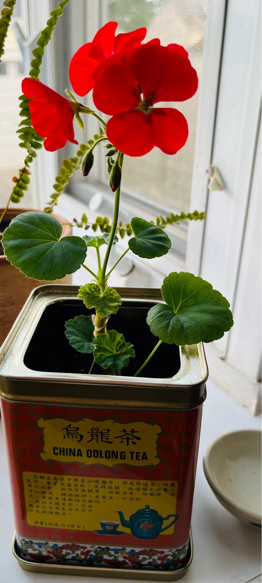 Geranium planted in Oolong tea container.