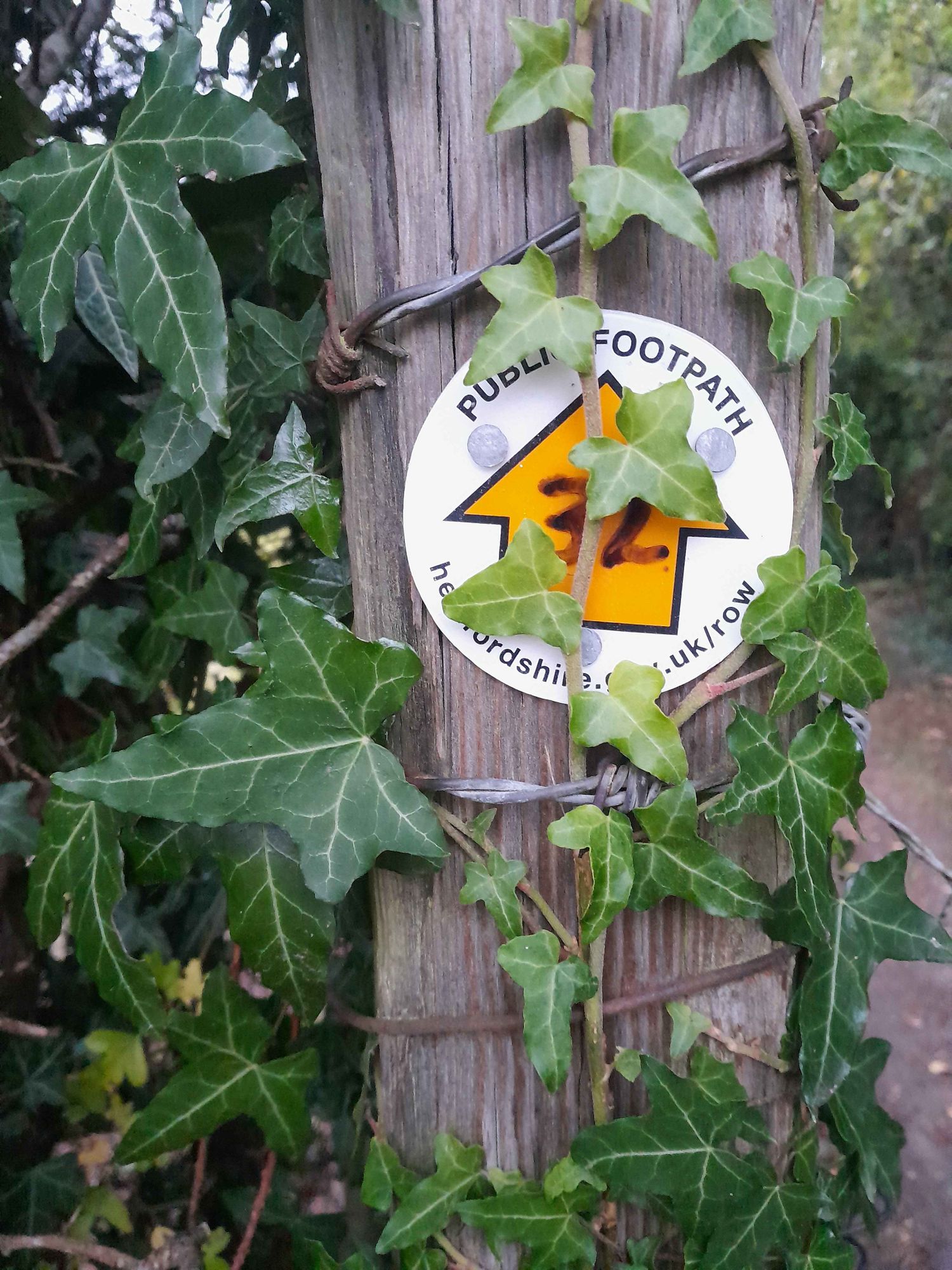 A footpath sign wrapped in ivy.