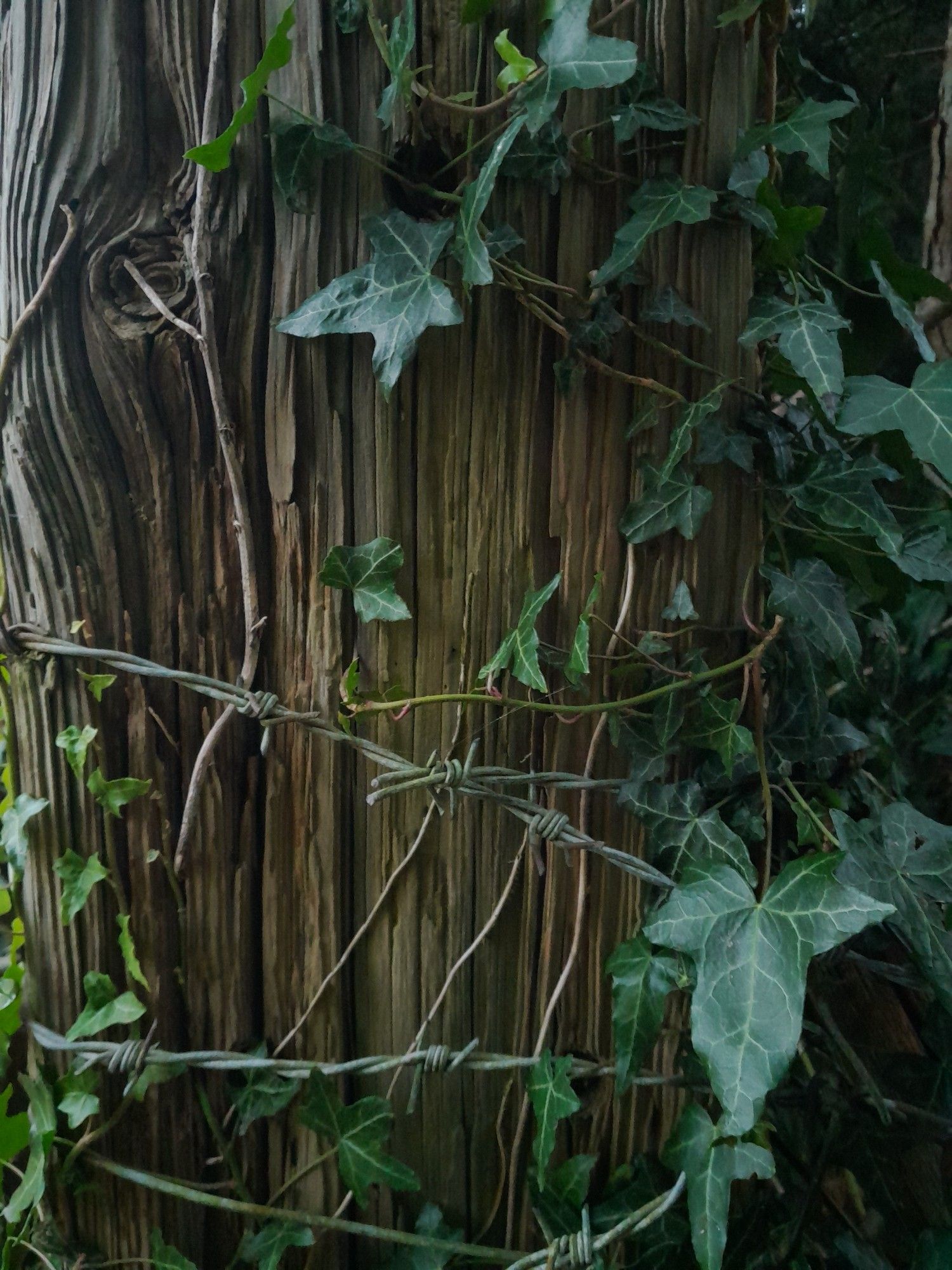 Arnold fence post wrapped in barbed wore and ivy.