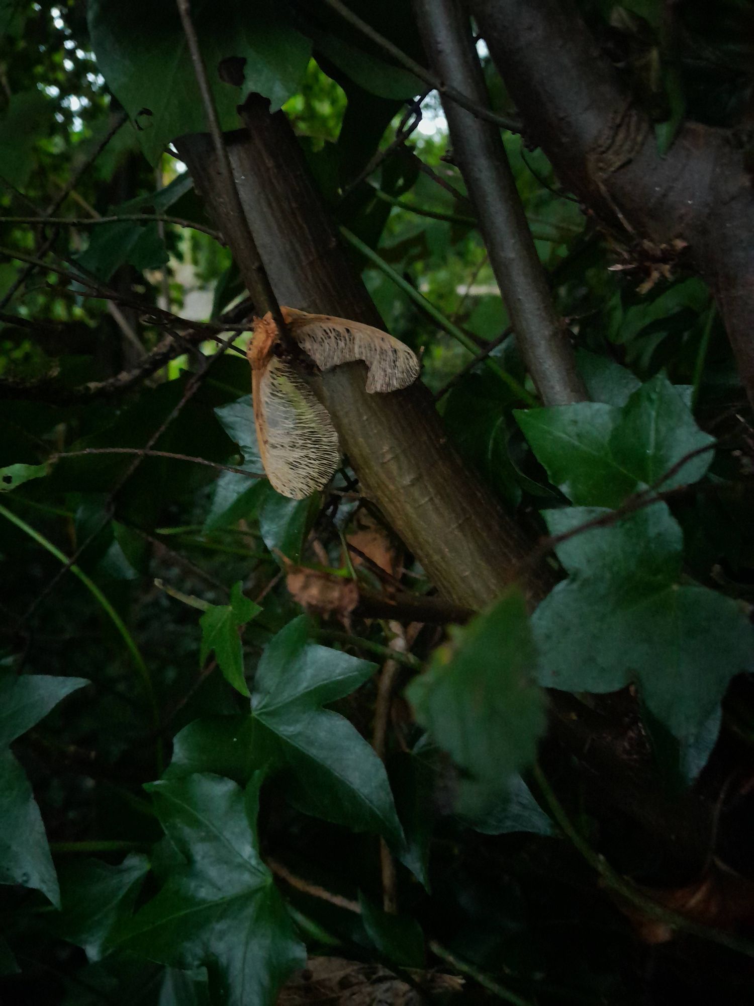 The skeleton of a seed pod trapped on a tree limb. Ivy surrounds it.