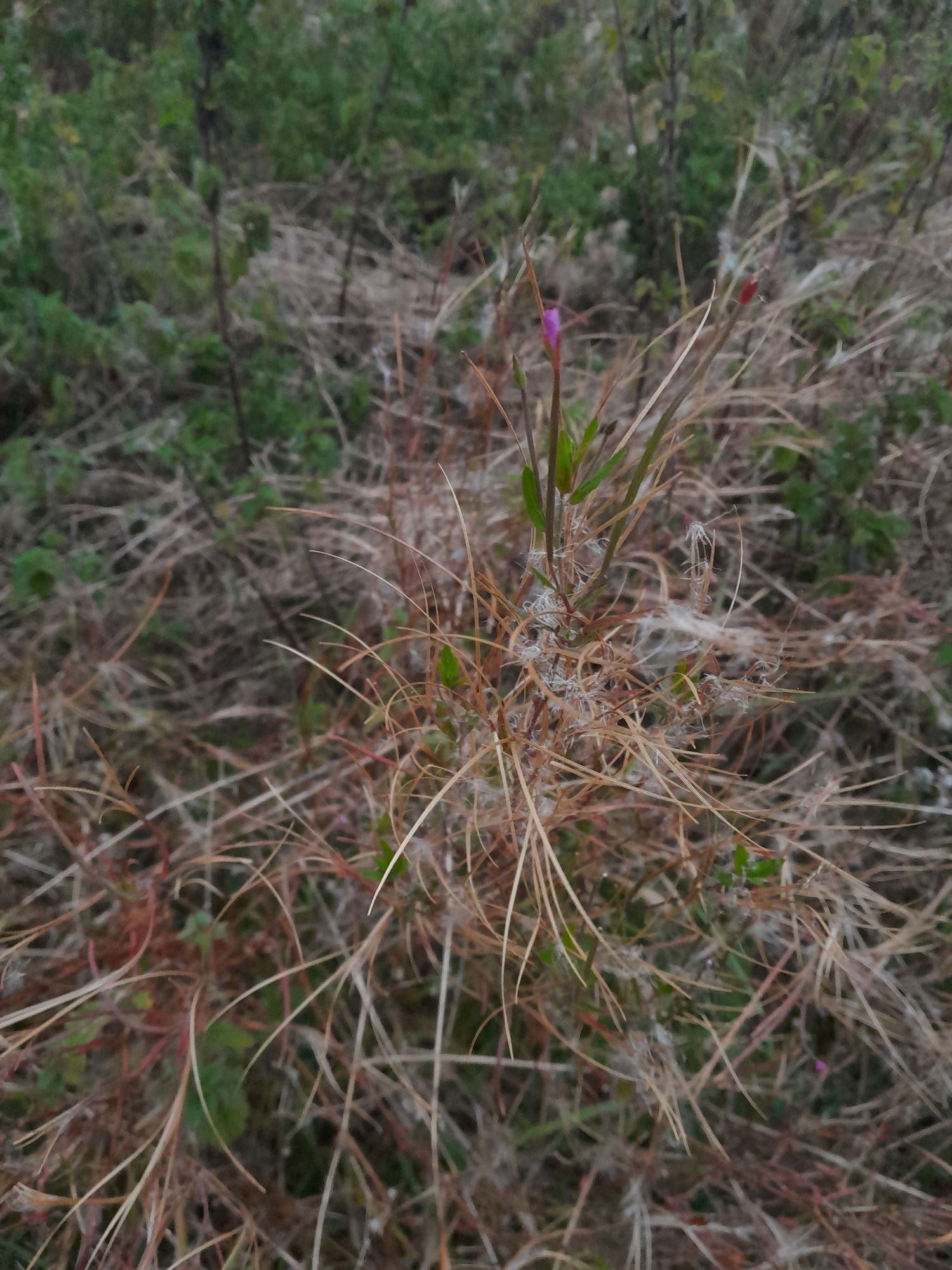 A final bloom of Rosebay Willow Herb defies the march of autumn.