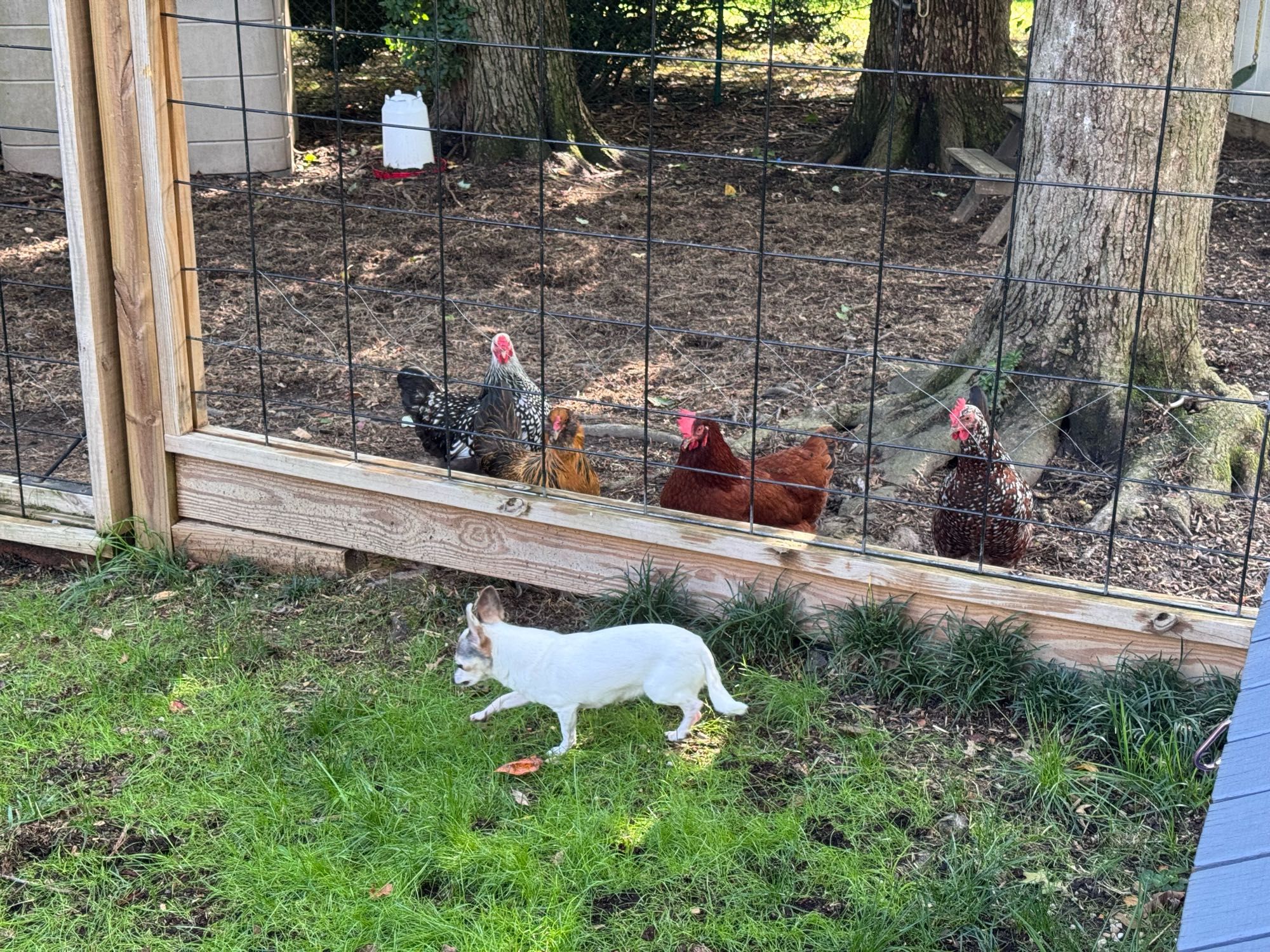 Chicken checking out a chicken-sized dog