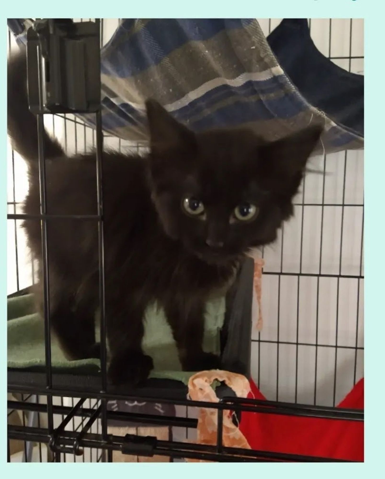 My black cat, Loki, in a cage at the shelter. His green eyes are staring at the camera.