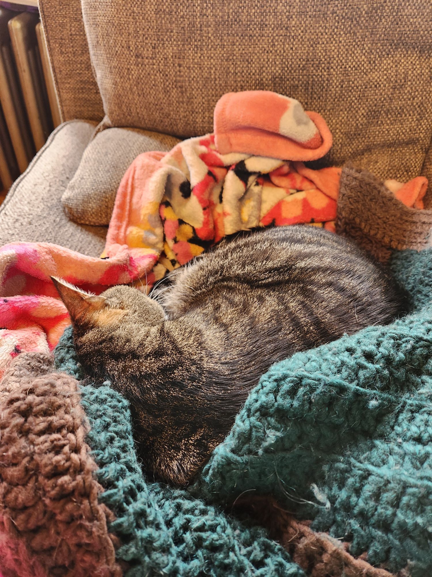 brown tabby curled up with 2 blankets around him. one blanket is orange and white patterned and the 2nd is a dark green and brown crocheted blanket.