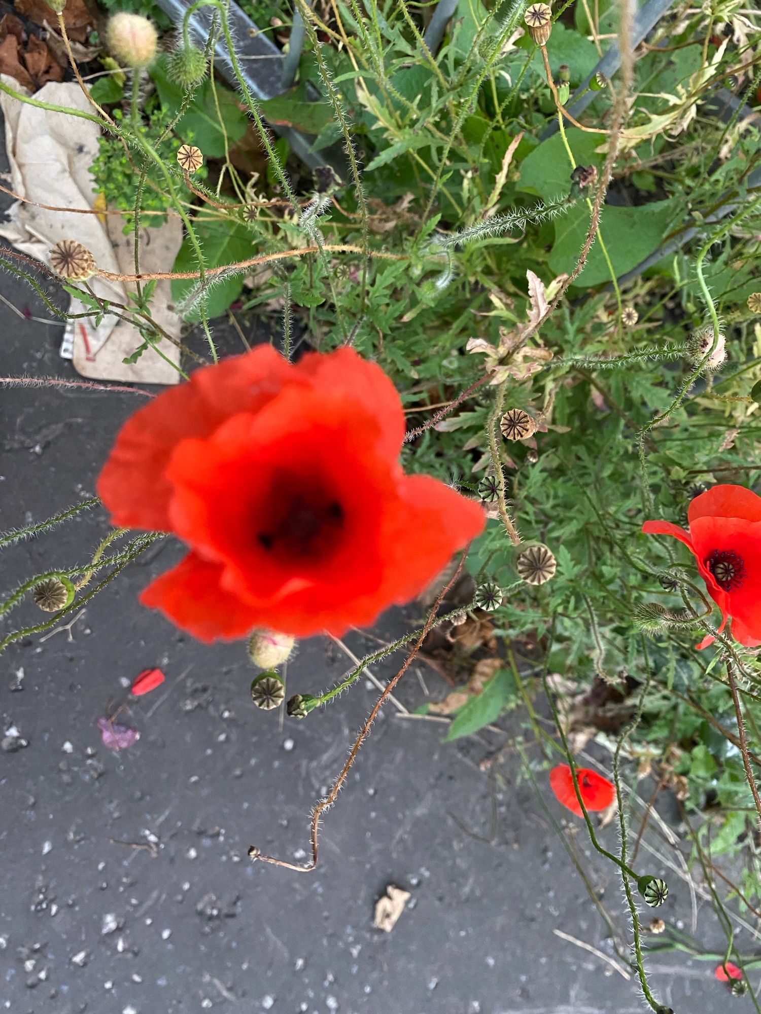 An out of focus red poppy blooming in the verge. Its fuzzy shape reminded me of the doughnut shape of red blood cells.