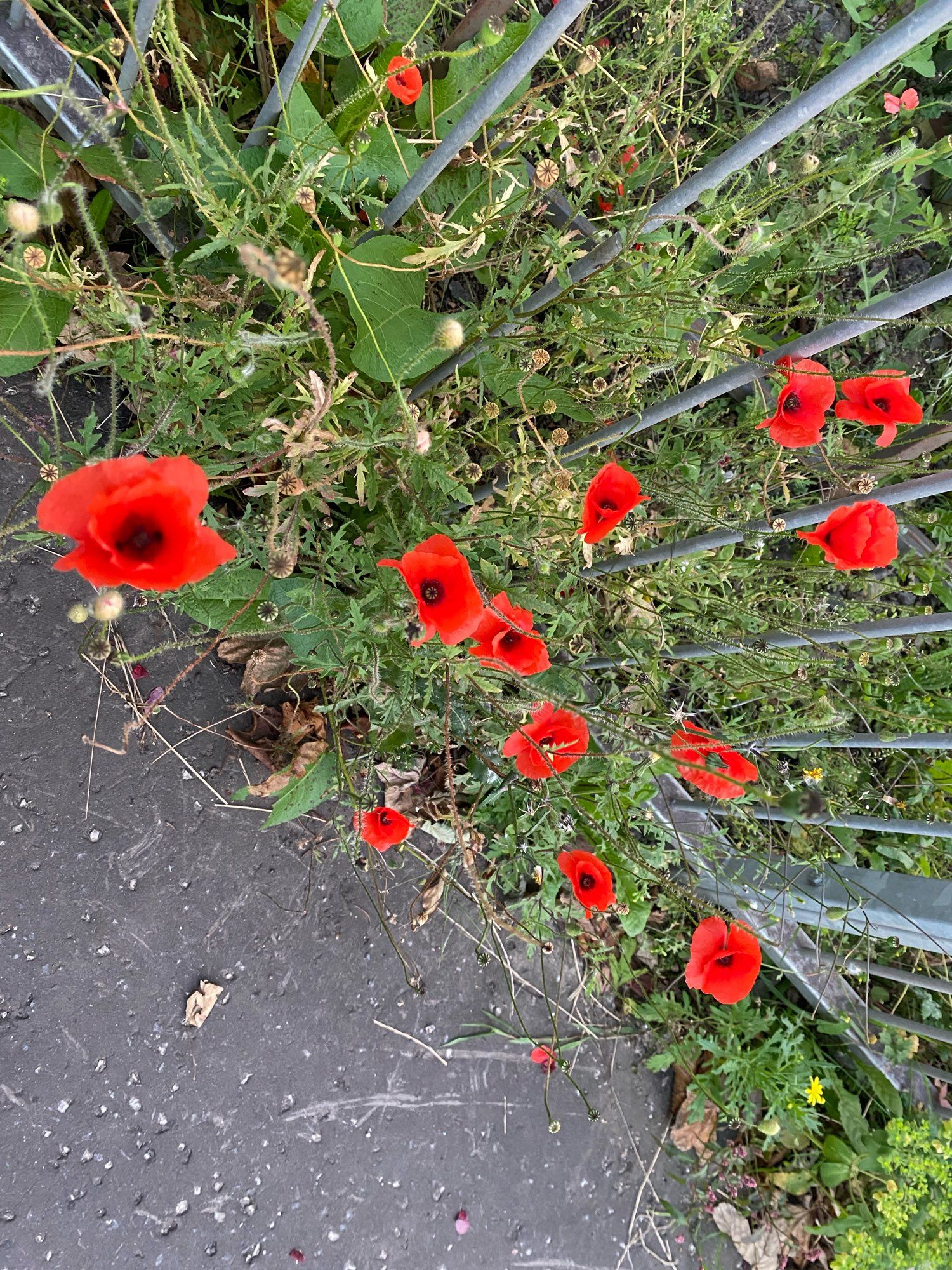 Blood red poppies growing through an iron railing on a road side verge. I’m here for a blood transfusion conference and the colour and tenacity of these flowers struck a chord.