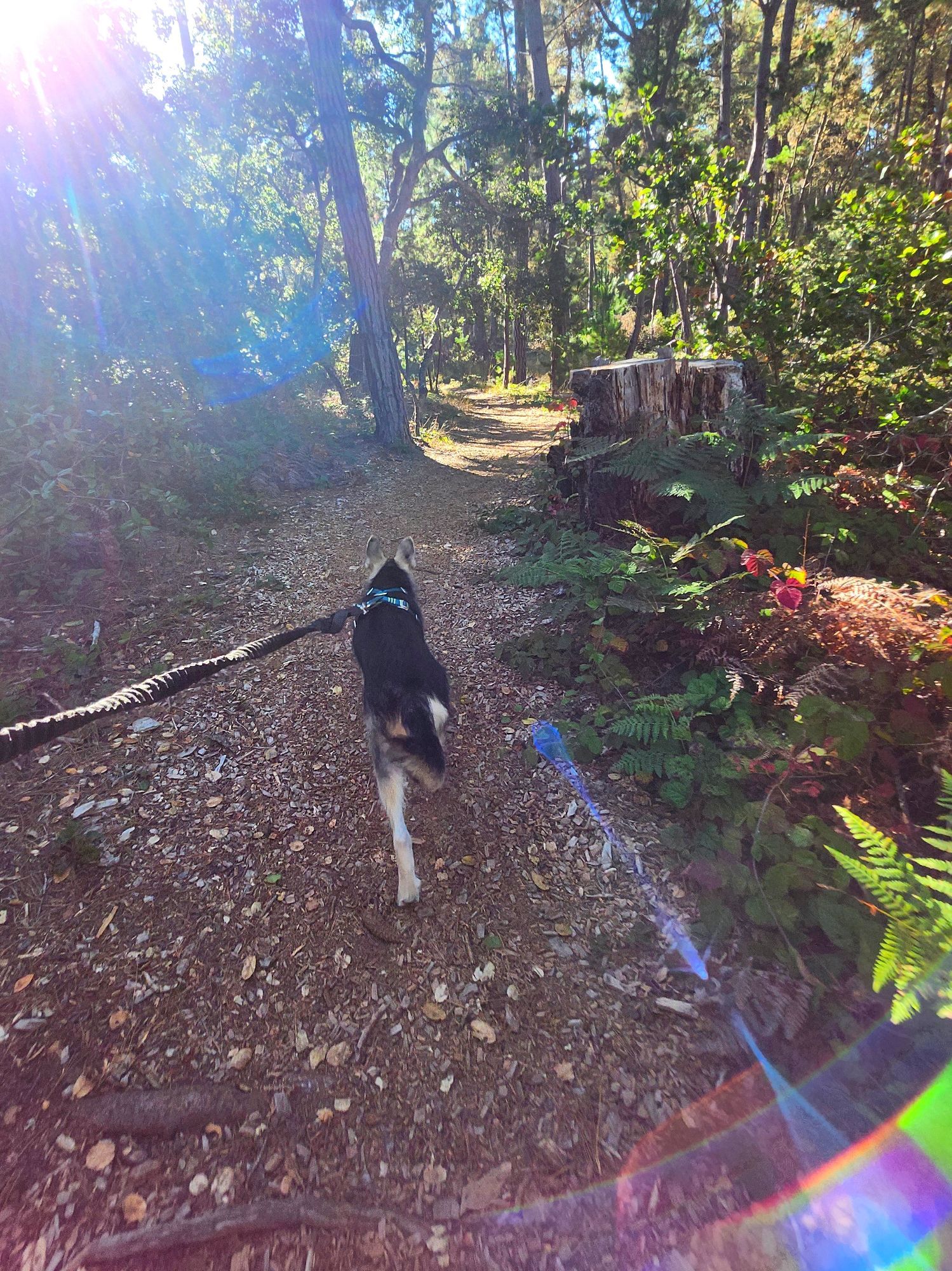 All: Macready on the forest trail