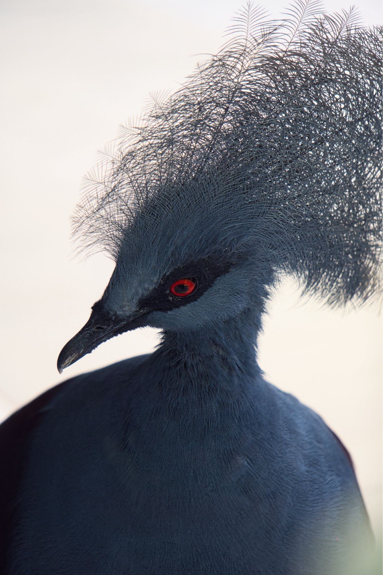 Blau in einem schönen Gewand: Eine Blaubrust-Krontaube schaut schräg jn die Kamera vor einem weiß leuchtenden Bokeh.