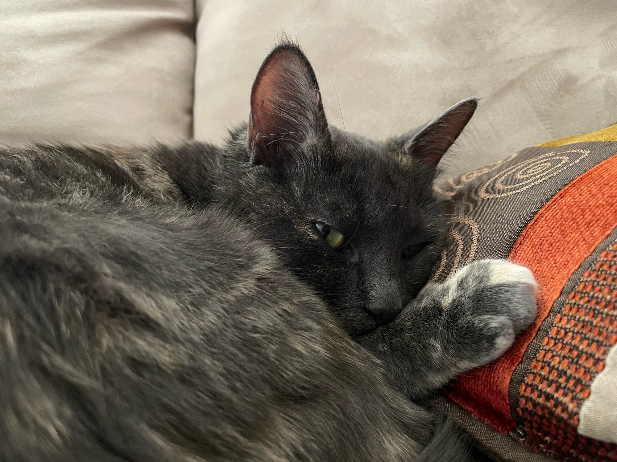 Dilute tortoiseshell cat curled up on a beige couch with her head and paw on a red and brown pillow. The eye on the side of her head that is on the pillow is closed. 