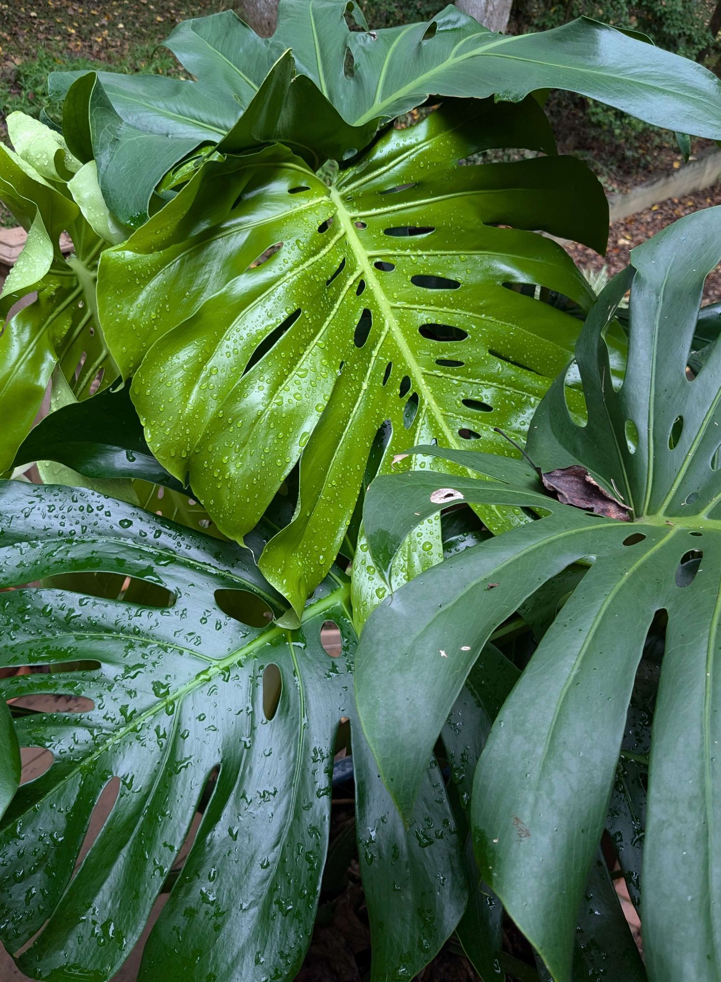 Fresh monstera leaves break through an already crowded arrangement of leaves.