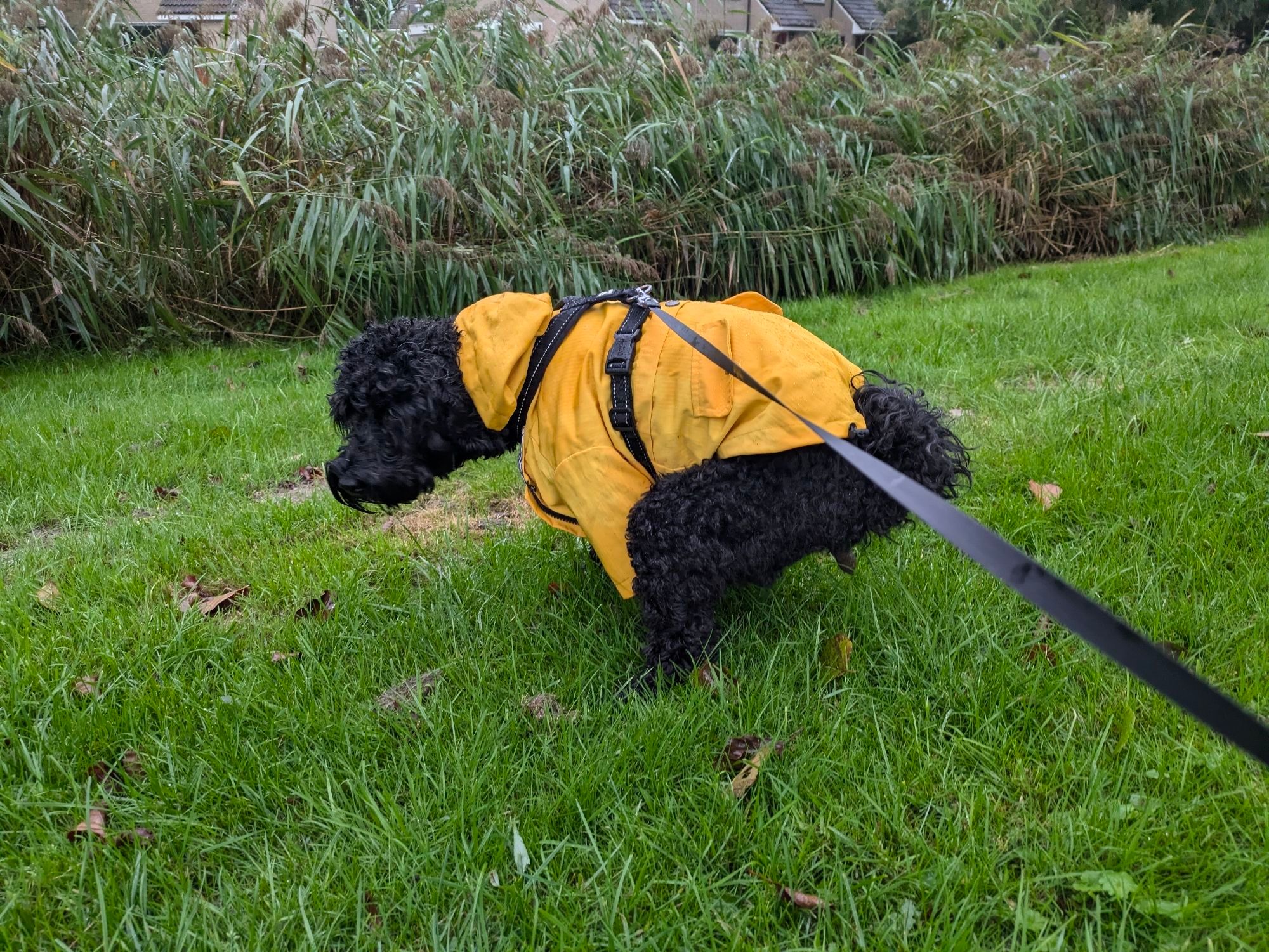 Zwarte mini labradoodle met geel regenjasje dat hurkt om te poepen