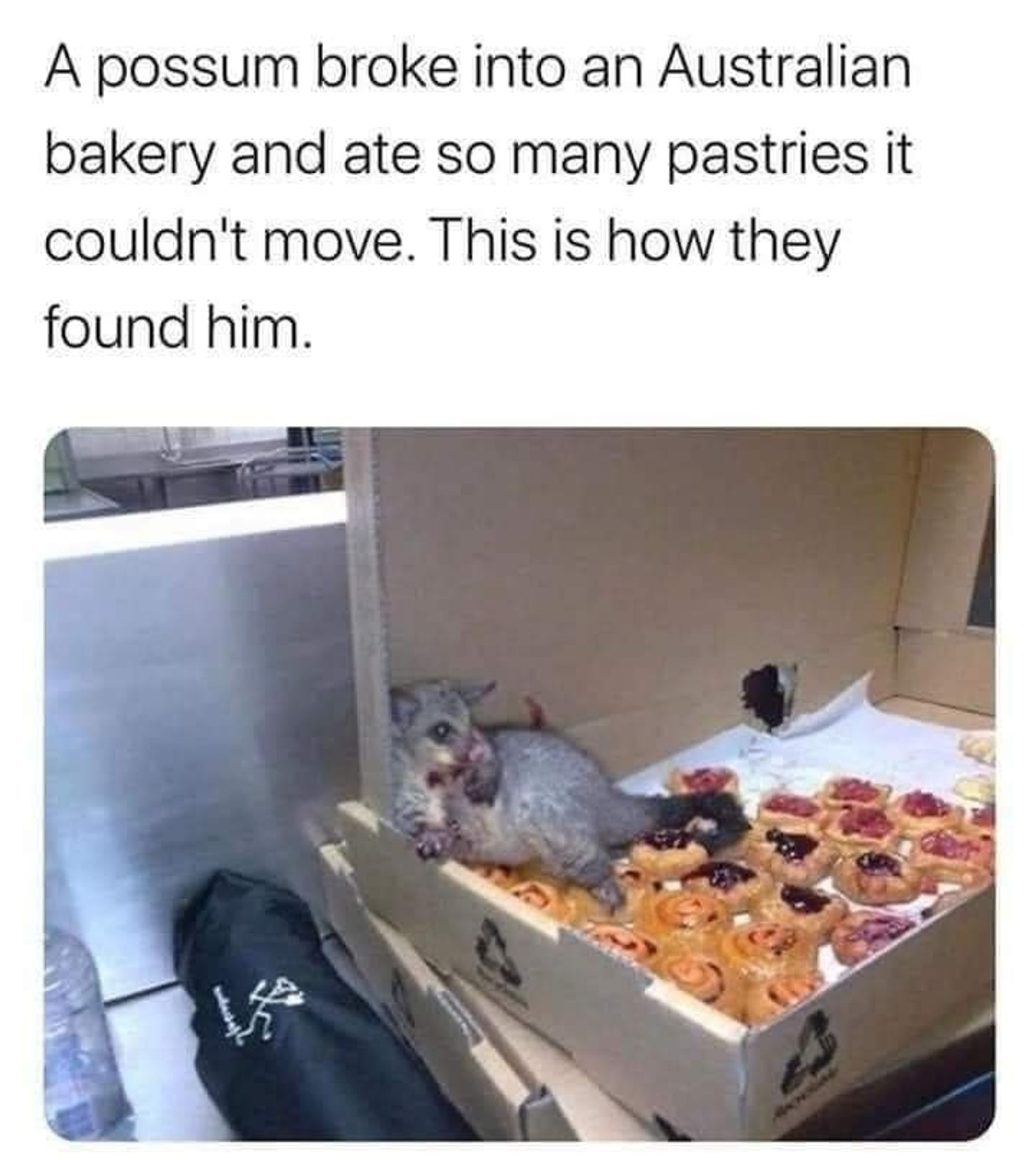 Een foto van een opossum boven gebakjes met de tekst: "a possum broke into an Australian bakery and ate so many pastries it couldn't move. This is how they found him"