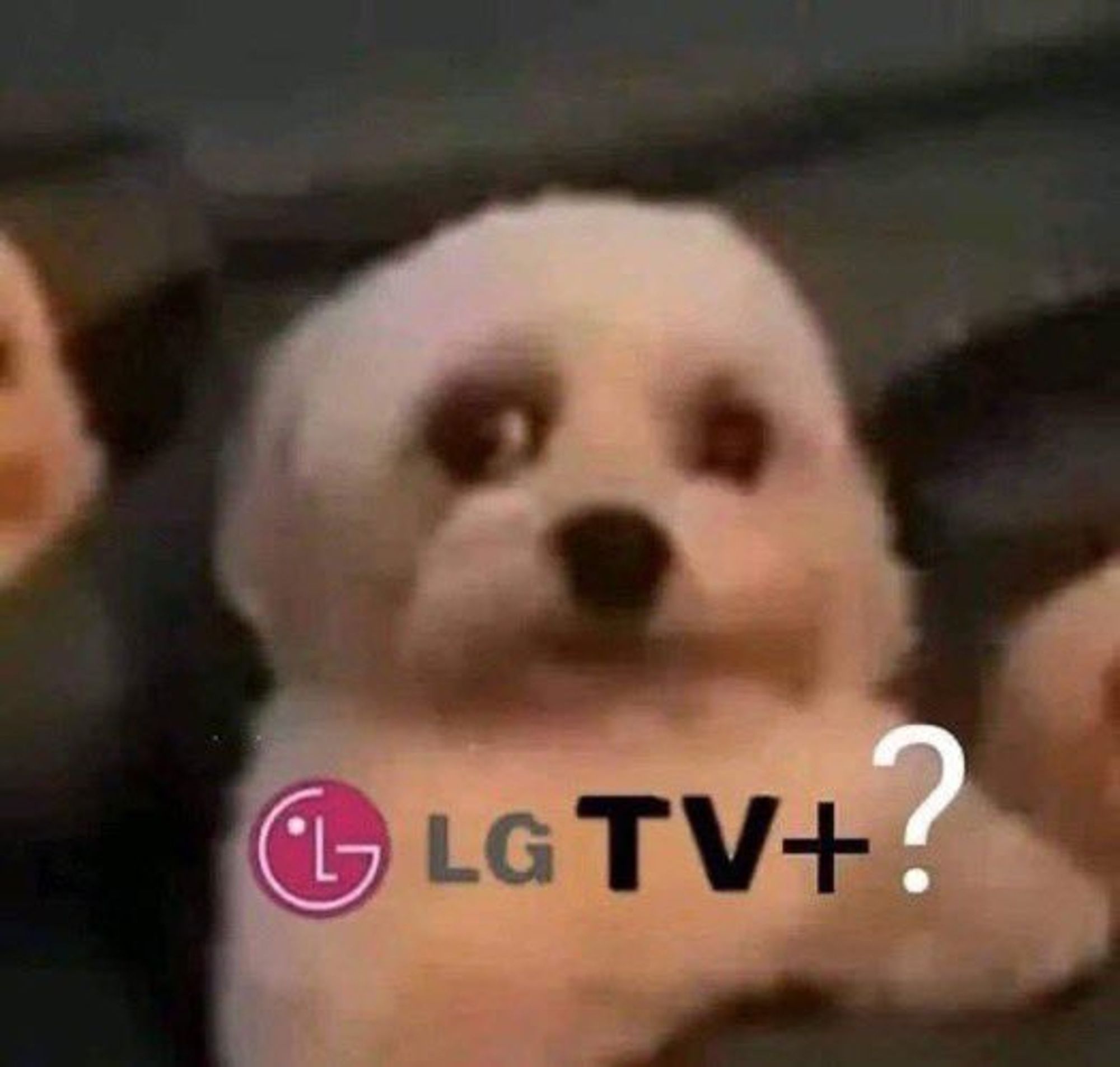 a small fluffy white dog (bichon frise?) peering at the camera wide-eyed, as if concerned. the caption is the LG logo next to "LGTV+?"