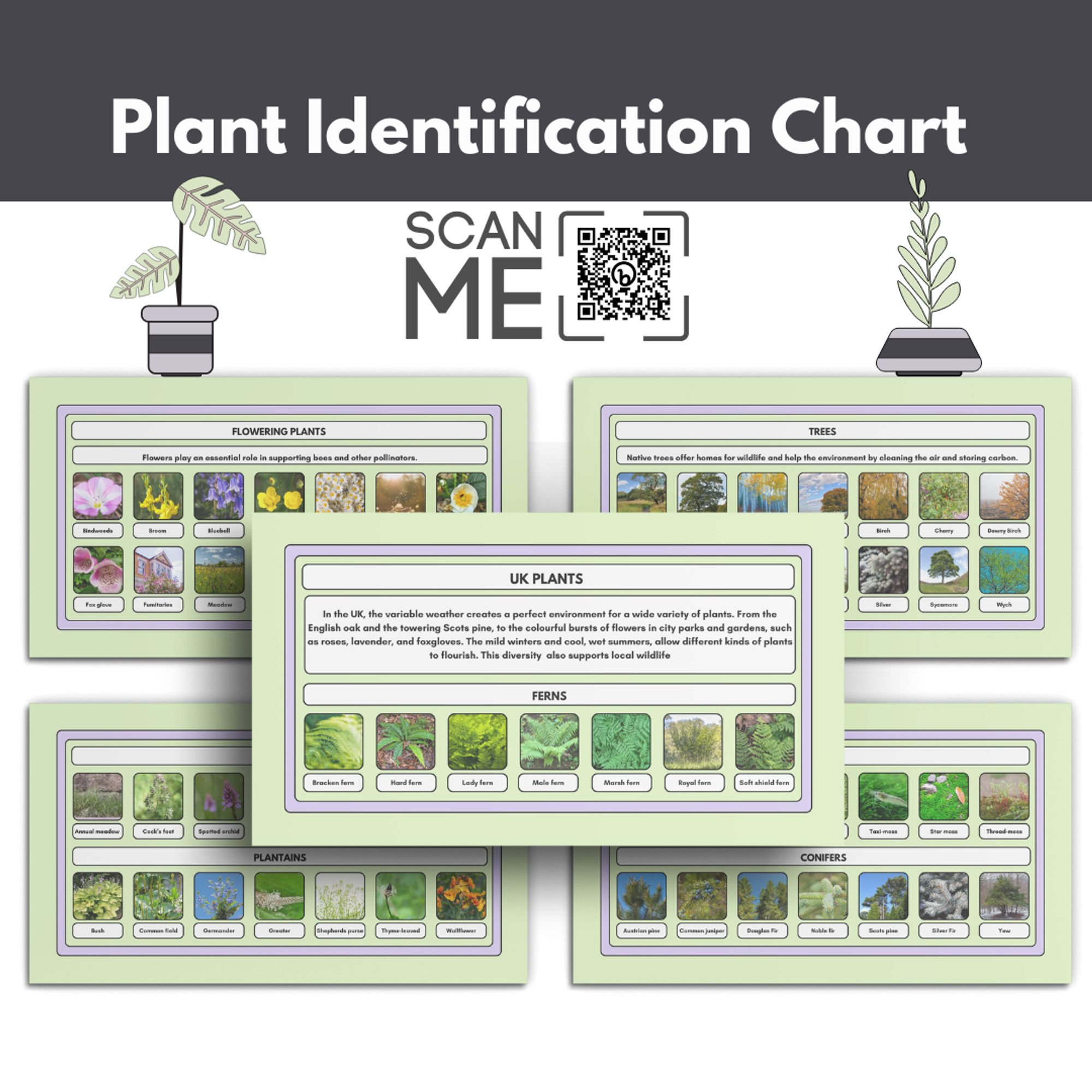 An educational resource titled "Plant Identification Chart" featuring multiple cards with images and names of various types of plants.