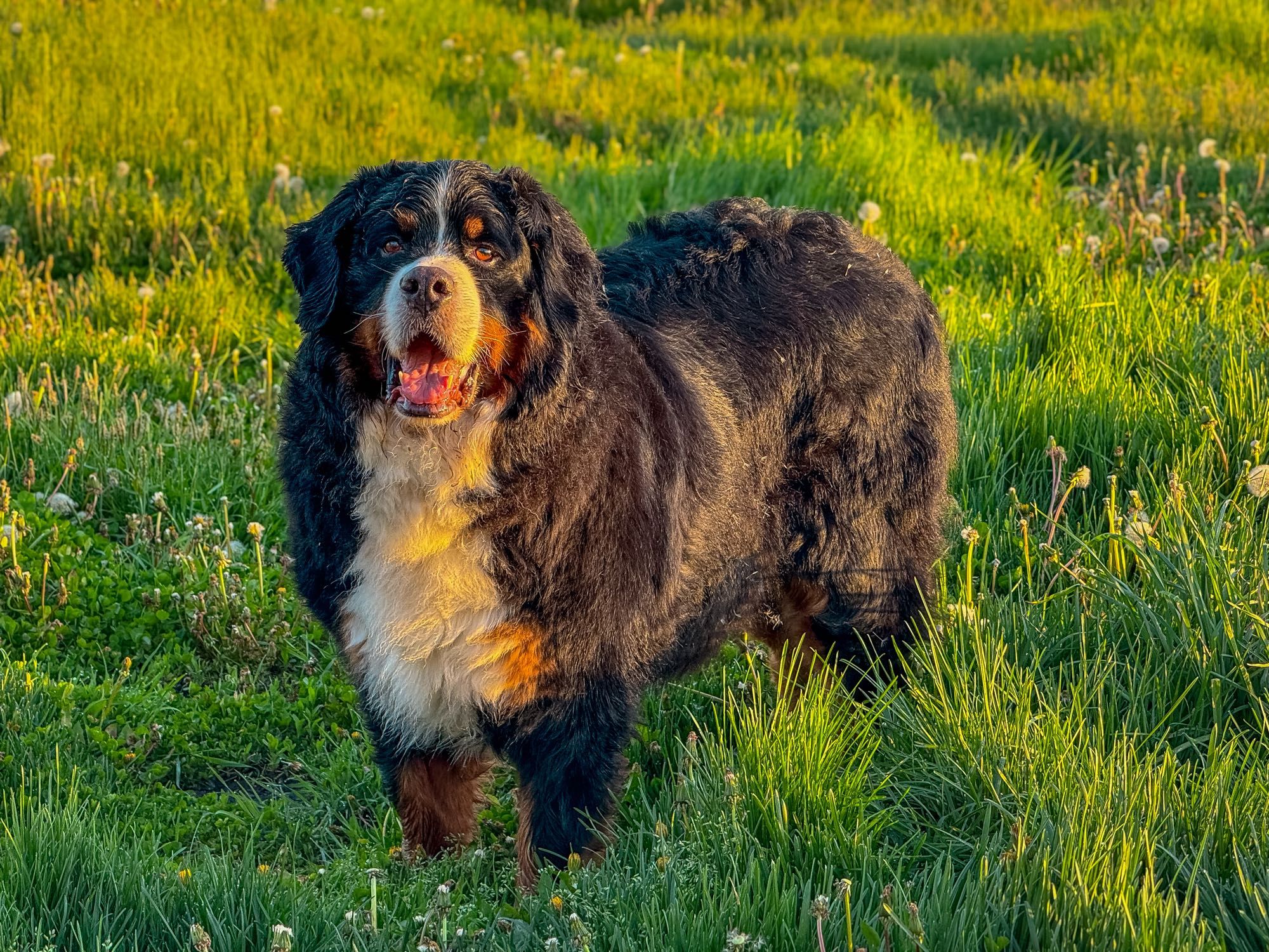 Photo of a Bernese mountain dog in a field of green grass and dandelions. He is perfect.