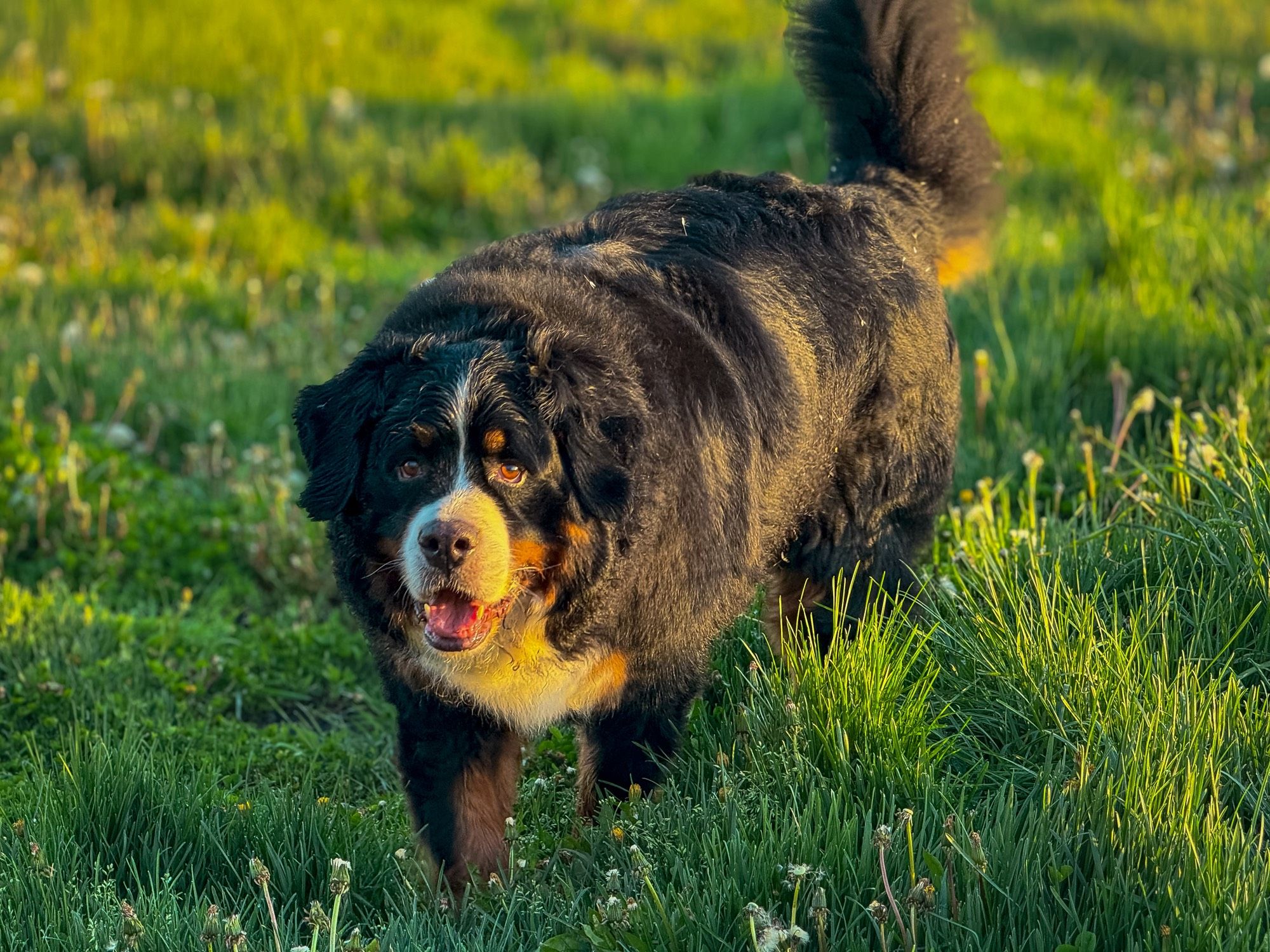 Photo of a Bernese mountain dog in a field of green grass and dandelions. He is perfect.