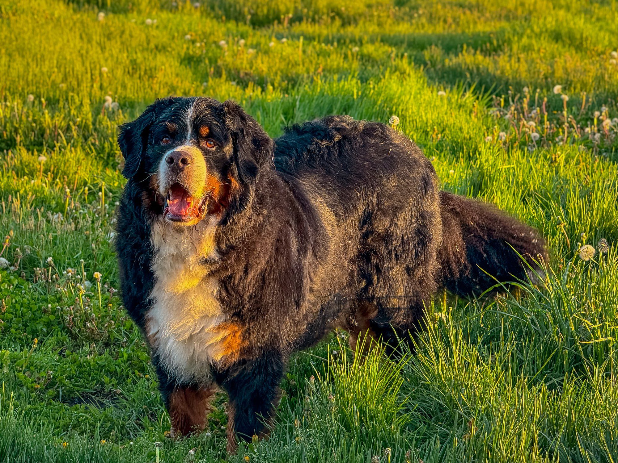 Photo of a Bernese mountain dog in a field of green grass and dandelions. He is perfect.