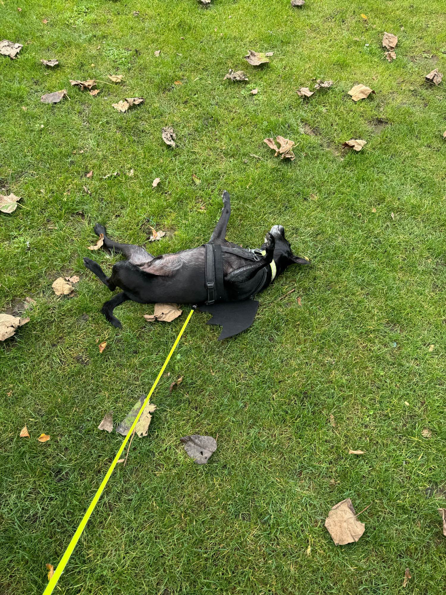 Hund mit Flügeln wälzt sich aufm Rasen