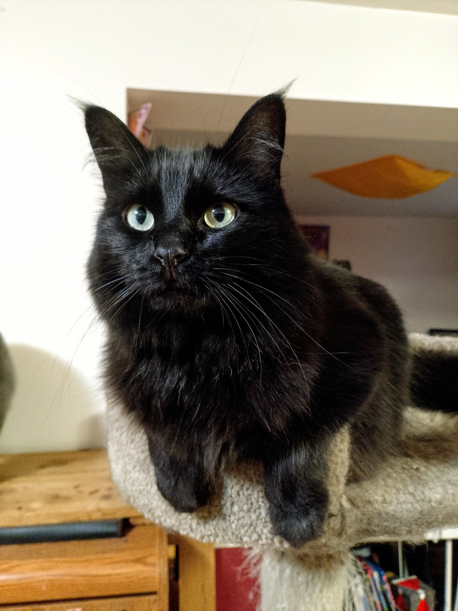 Minos, a fluffy black cat, looks quizzically at me while hanging her paws off her perch