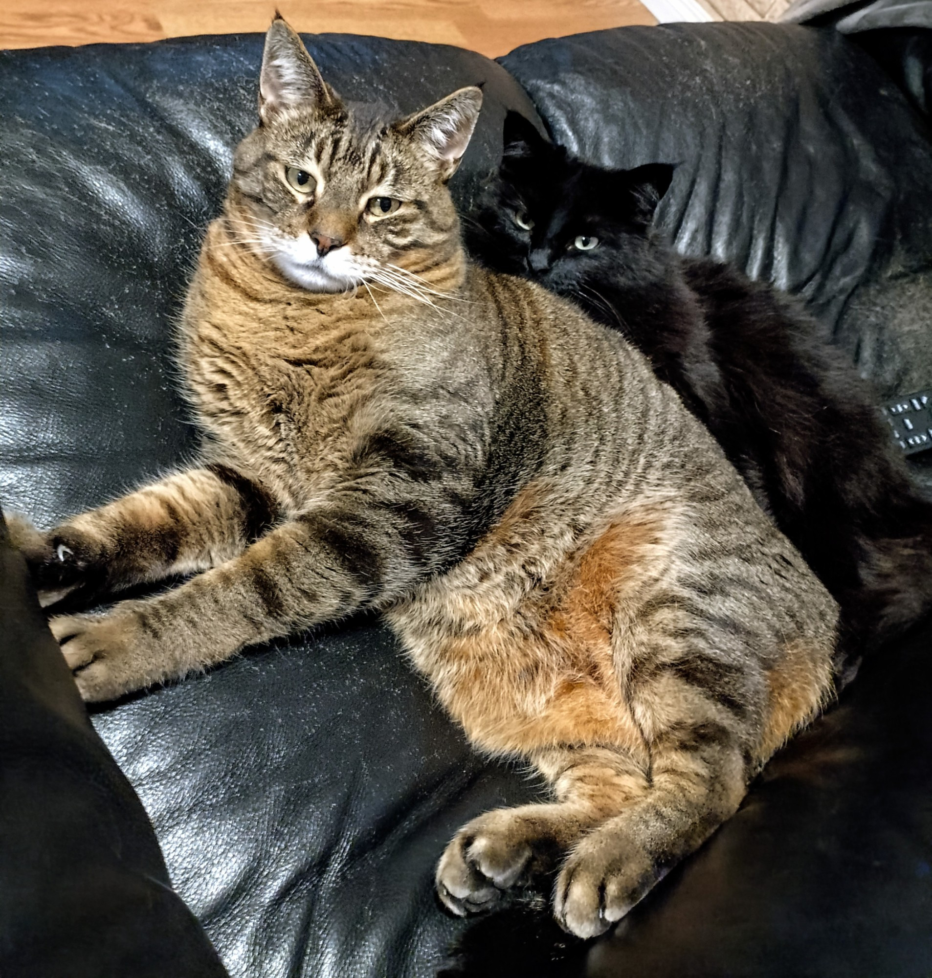 Jack, the lorge brown tabby playing big spoon with the much smaller Minos, a fluffy voidcat