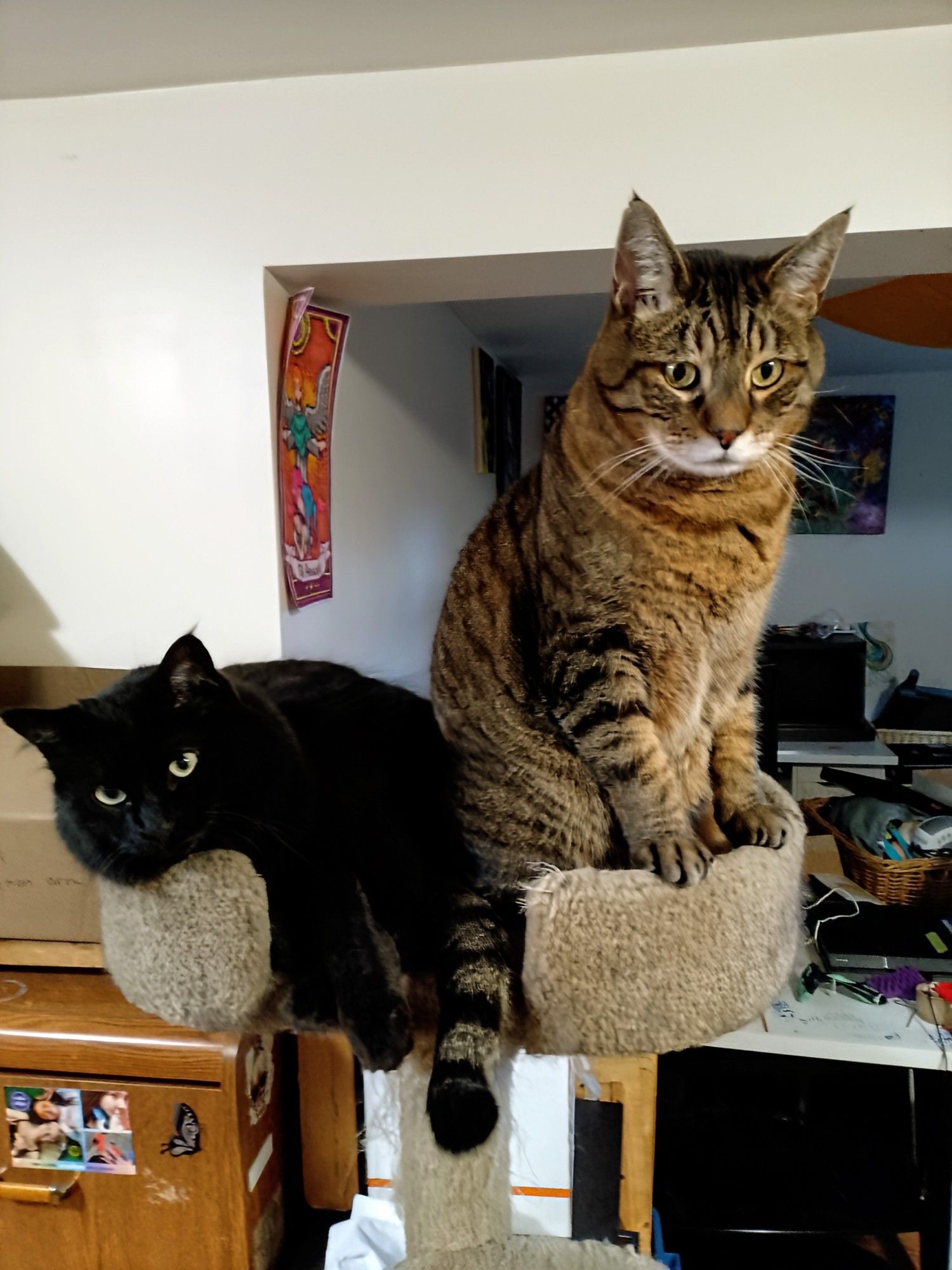 Minos, the fluffy black cat, and Jack, the brown tabby, are on top of a cat tree together. Minos is lounging while Jack is sitting with his paws on the raised edge of the platform