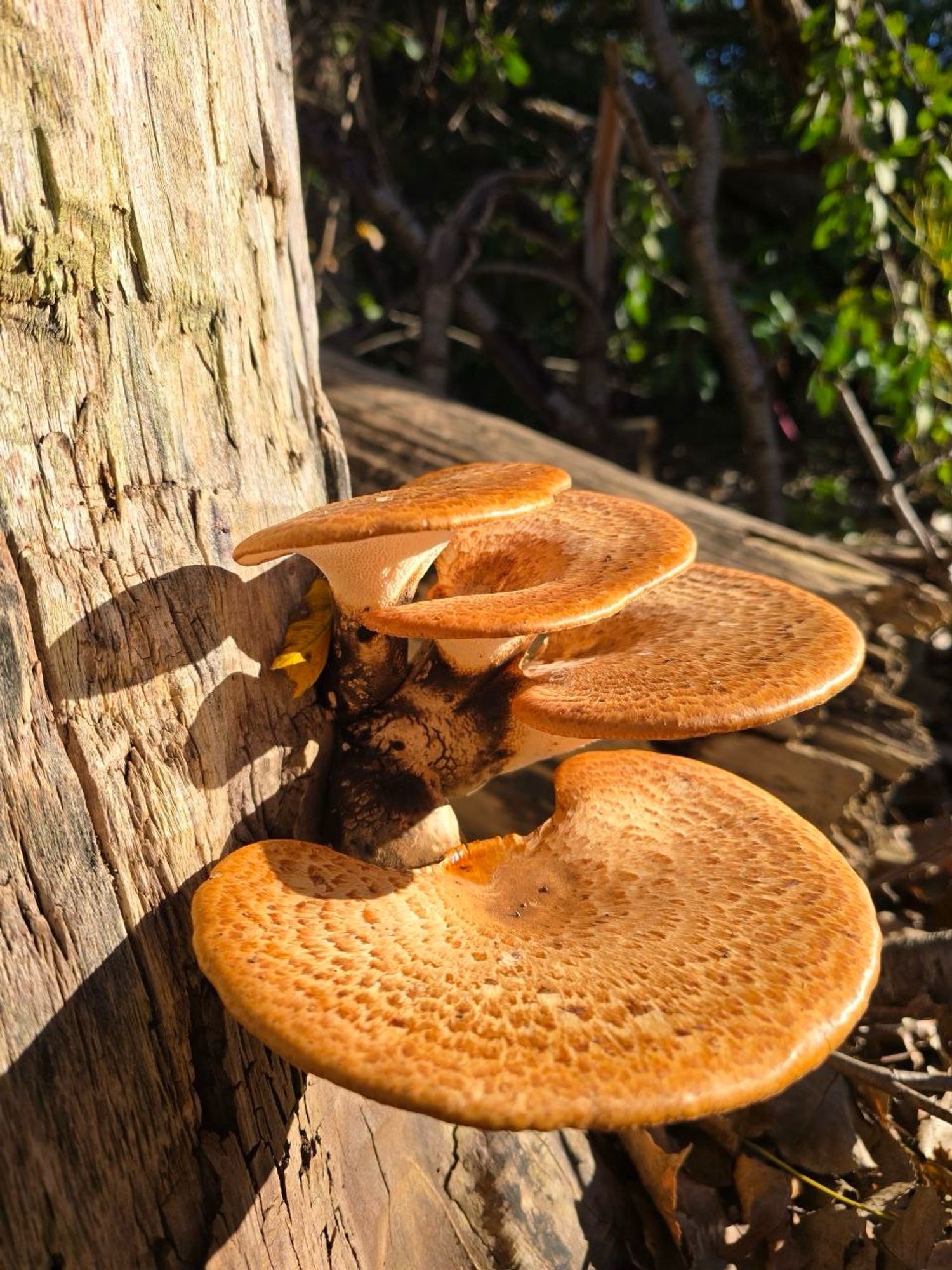 A photo of a dryad saddle mushroom, an orangey-brown mushroom that grows in flat, slightly curved shelves. The surface has flecks of darker color that look almost like scales or feathers.