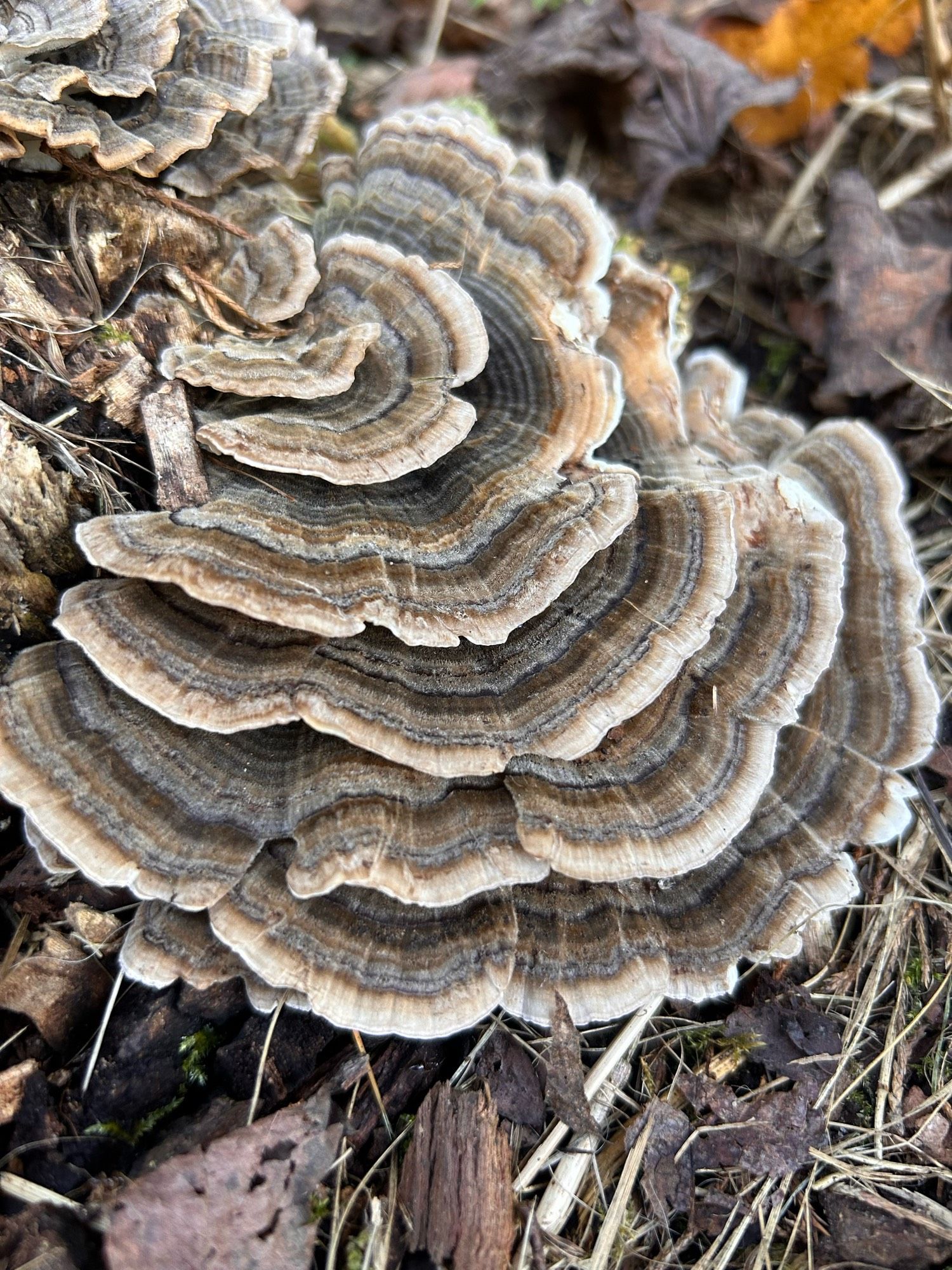 A photo of a turkey tail mushroom, a brown mushroom covered in colorful bands that grows in flat shelves.