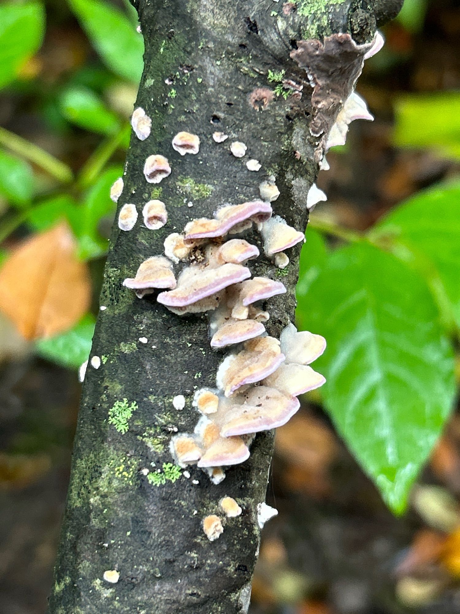 A photo of some small violet-toothed polypore mushrooms on a fallen branch. They are pale cream shelves with purple edges.