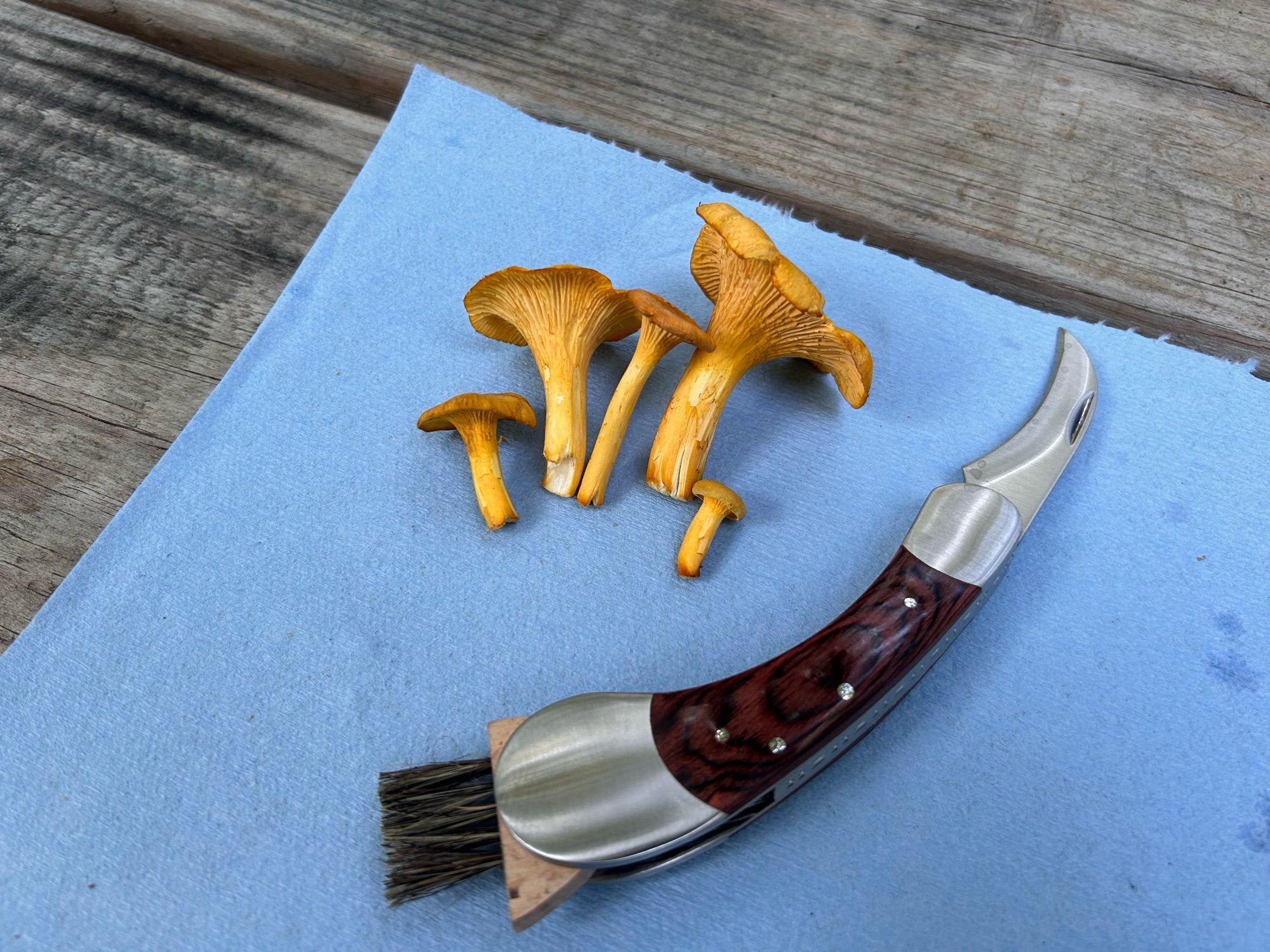 A photo of several chanterelle mushrooms on a paper towel, next to a mushroom knife. They’re small orange mushrooms with frilly tops.