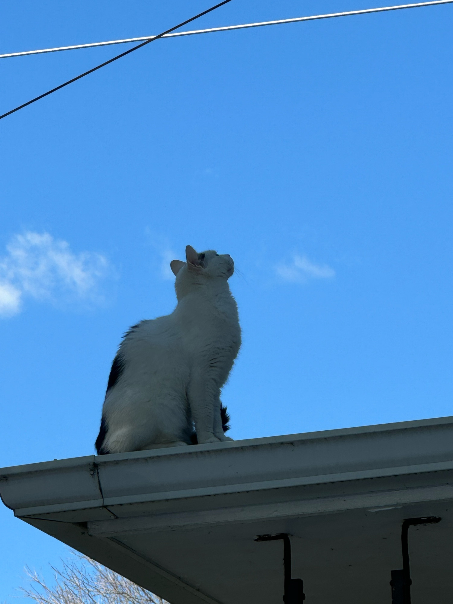 a white and black spotted cat resides on the roof of a house staring longingly into the day's bright sky. One can only imagine the inner machinations of this feline's mind, what has it gone through to experience such silent pain? Alas, it is a mystery that we will never know.