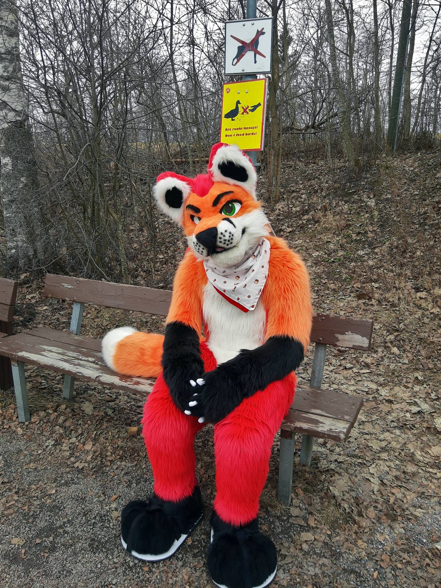 Fursuit photograph of Loimu The Fox sitting on a park bench with a "no dogs" sign directly above him.