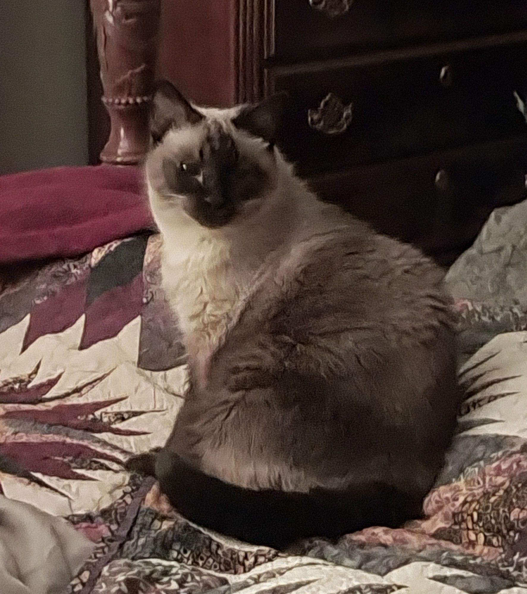 Miss Sugars, a Siamese cat, sits on a patchwork quilt facing the camera indeed looking particularly lovely