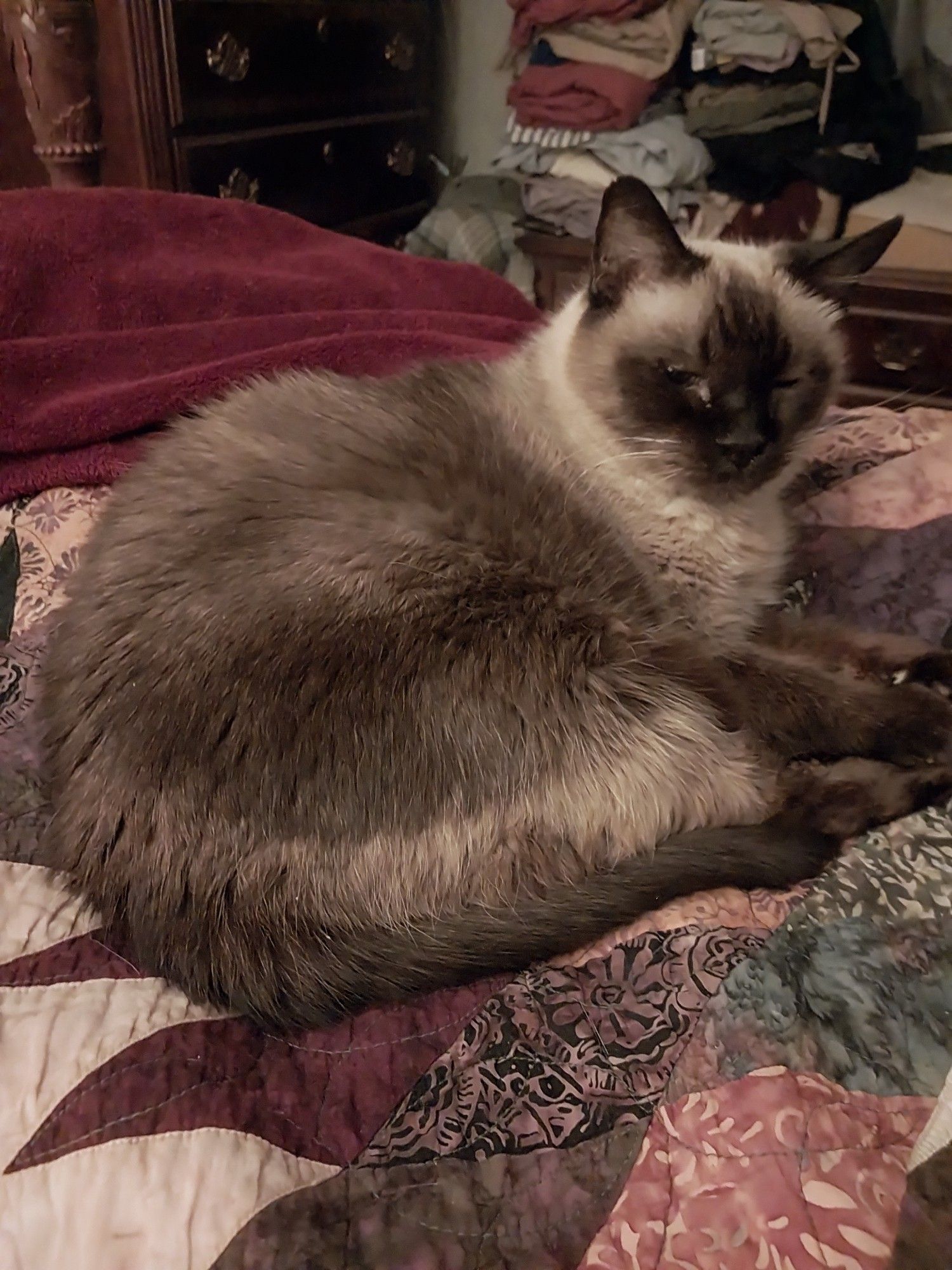 Miss Sugars, a Siamese cat, curls on a quilt and looks off-camera. She is 8 lbs and 14 years old. She a tiny princess